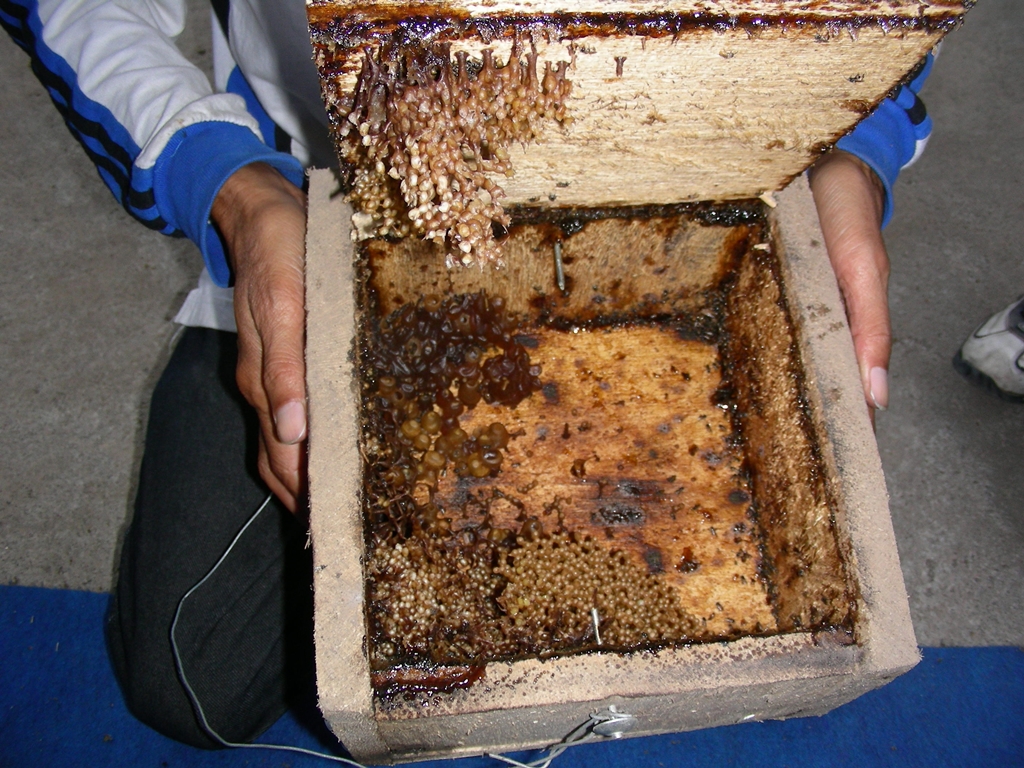 Peternak lebah madu tengah memanen madu.