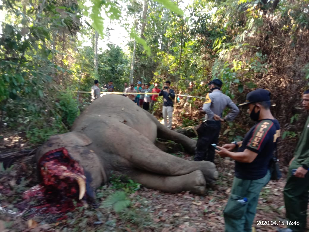 Gajah liar berjenis kelamin jantan ditemukan mati dalam kondisi mengenaskan.