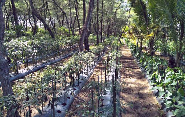 Budidaya tanaman cabai di lahan perkebunan kelapa Kabupaten Sangihe, Sulawesi Utara.