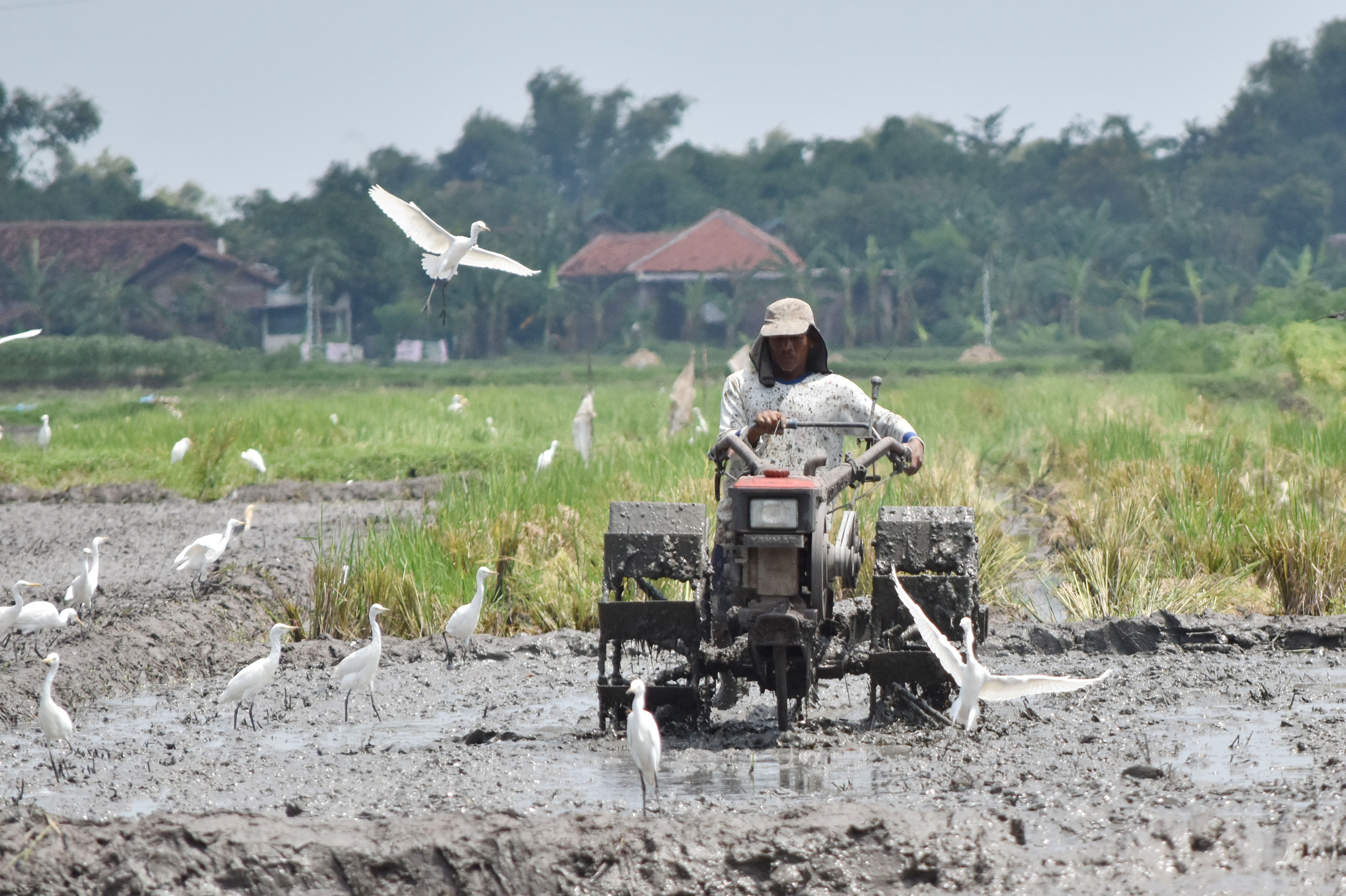 Petani membajak sawah dengan ditemani kawanan burung kuntul yang menjadi predator hama.