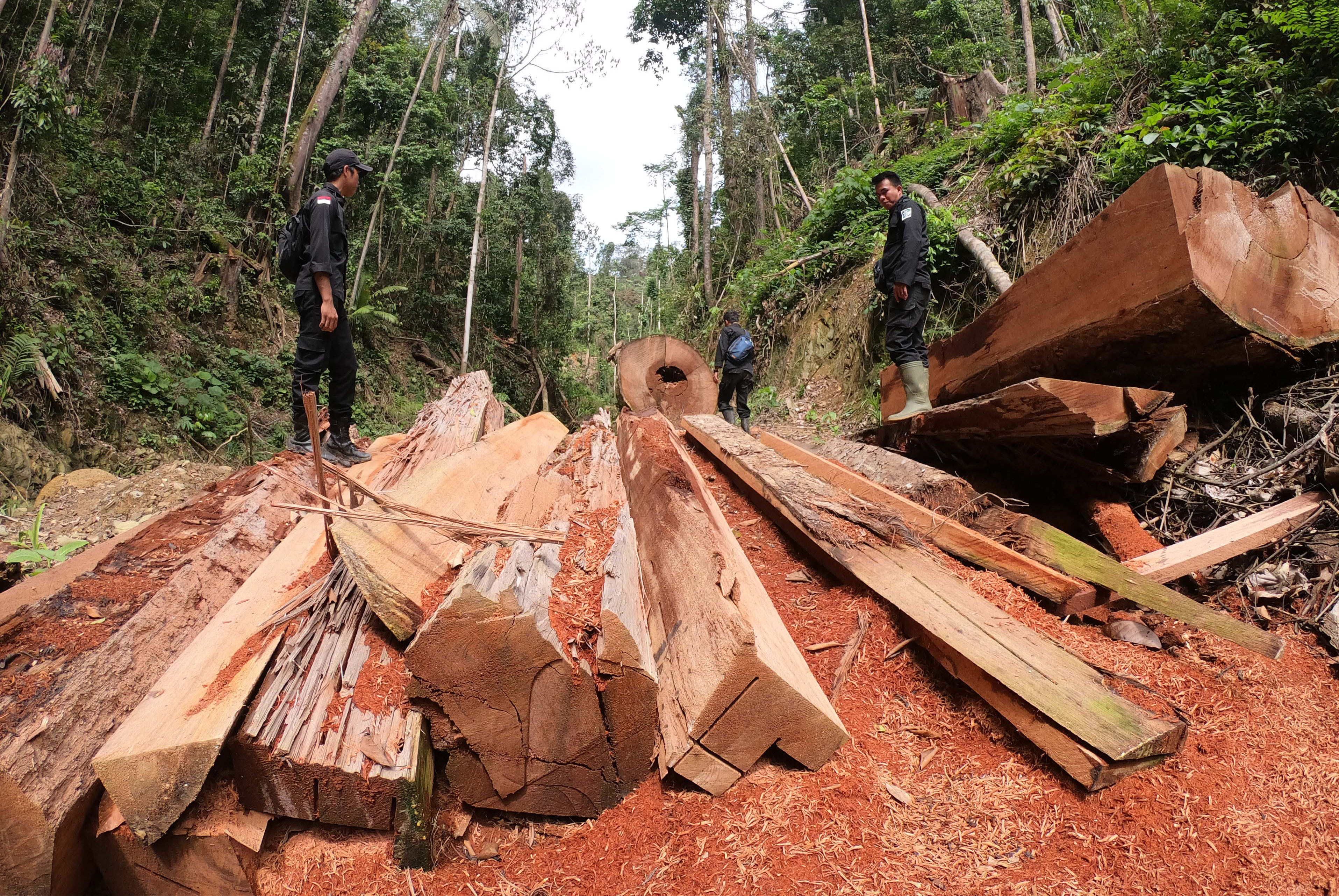 Petugas menemukan tumpukan kayu ilegal di kawasan penyangga Taman Nasional Bukit Tigapuluh, Jambi.