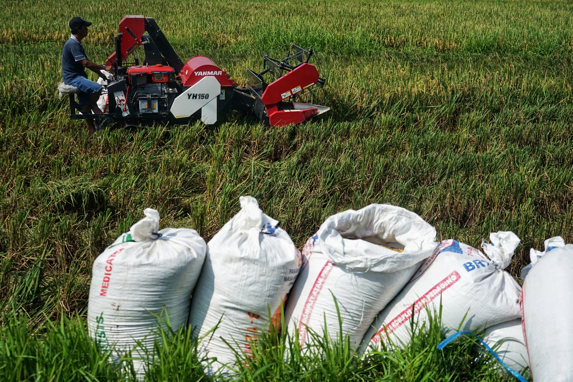 Ilustrasi petani memanen sawah
