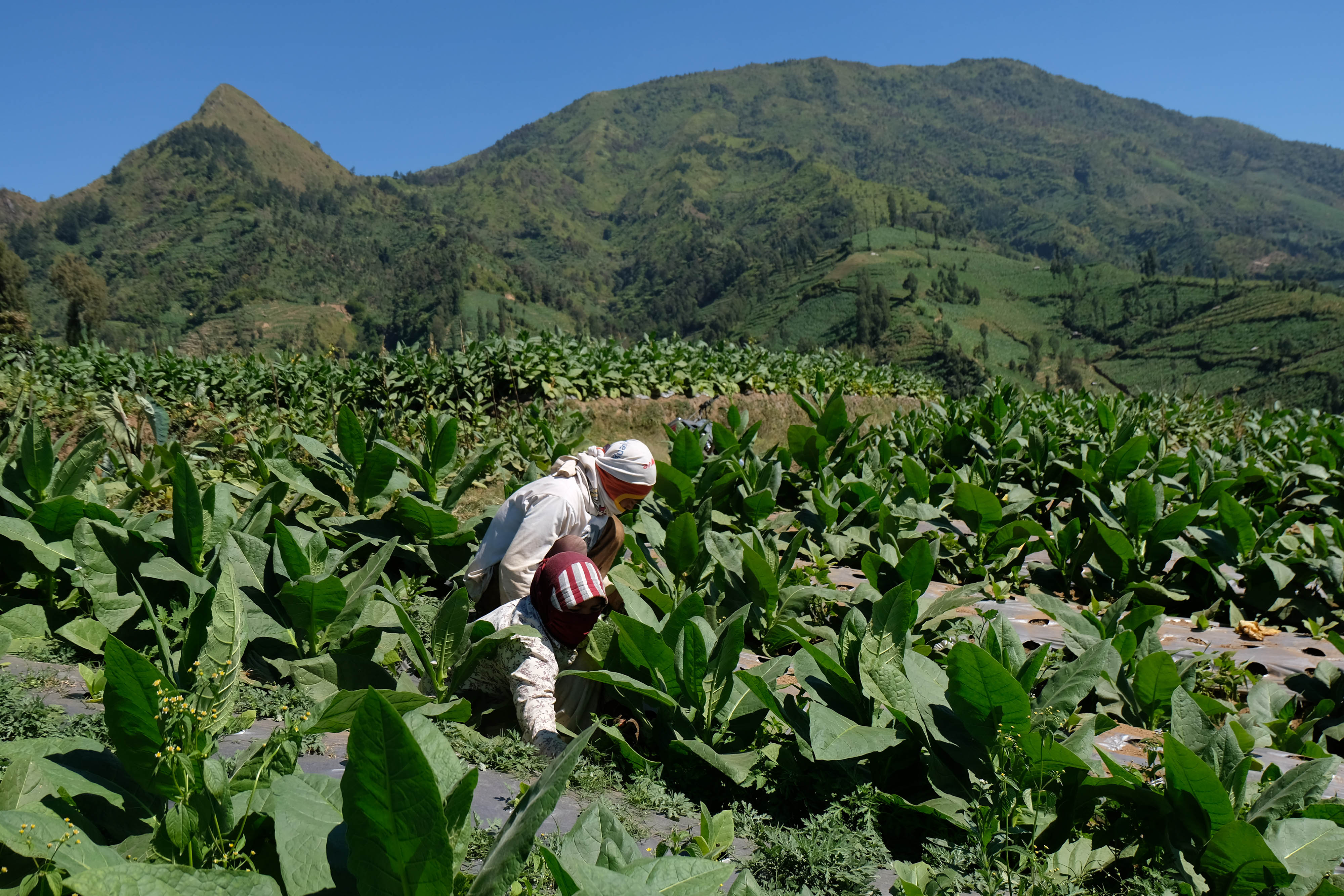 Petani merawat tanaman tembakau di perladangan lereng gunung Sindoro Desa Canggal, Candiroto, Temanggung, Jawa Tengah.