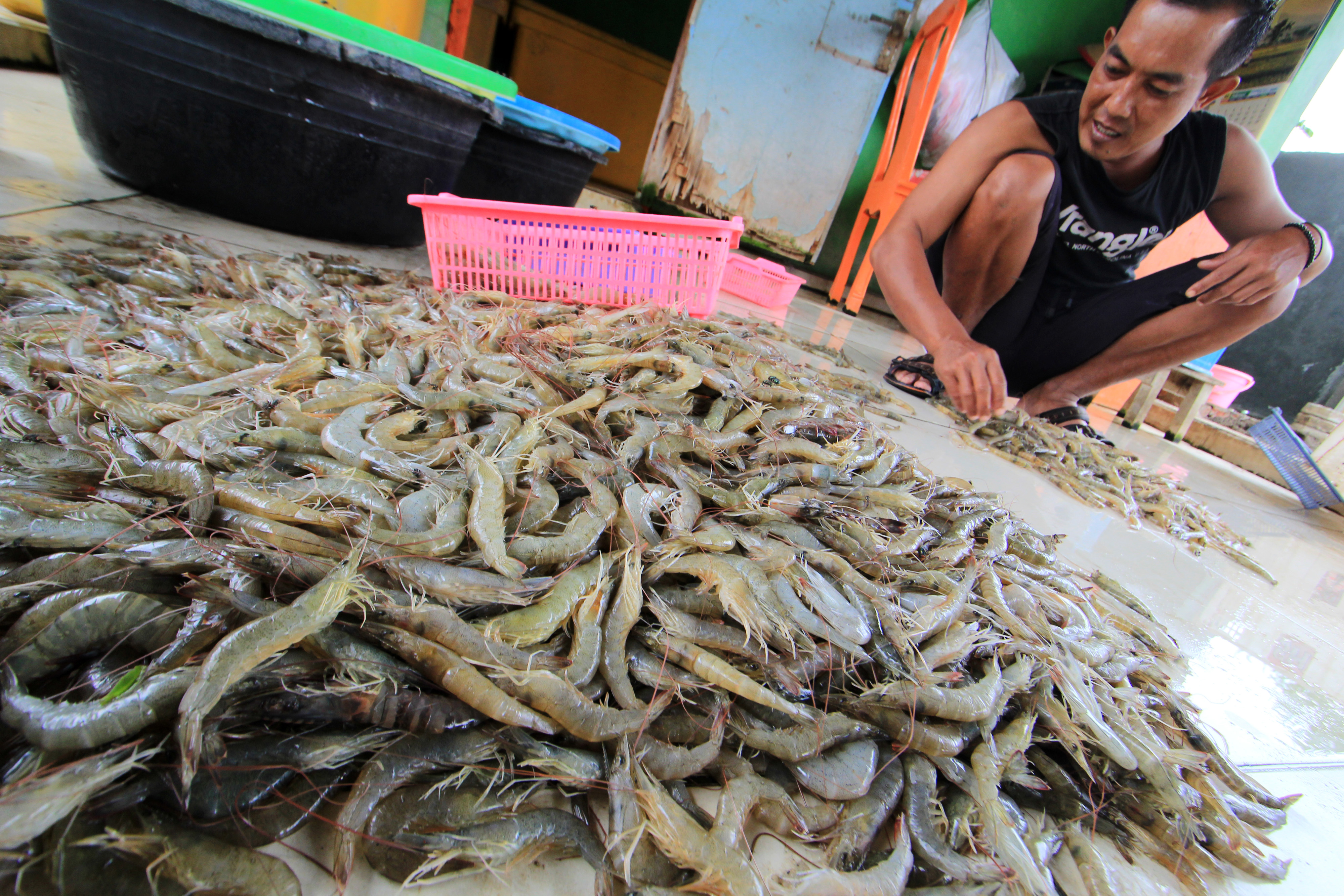 Warga mengumpulkan udang hasil budidaya di desa Karangsong, Indramayu, Jawa Barat, Kamis (30/1/2020).