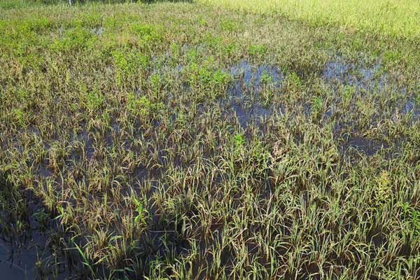 Banjir merendam puluhan hektare sawah di Kabupaten Barito Selatan, Kalteng.