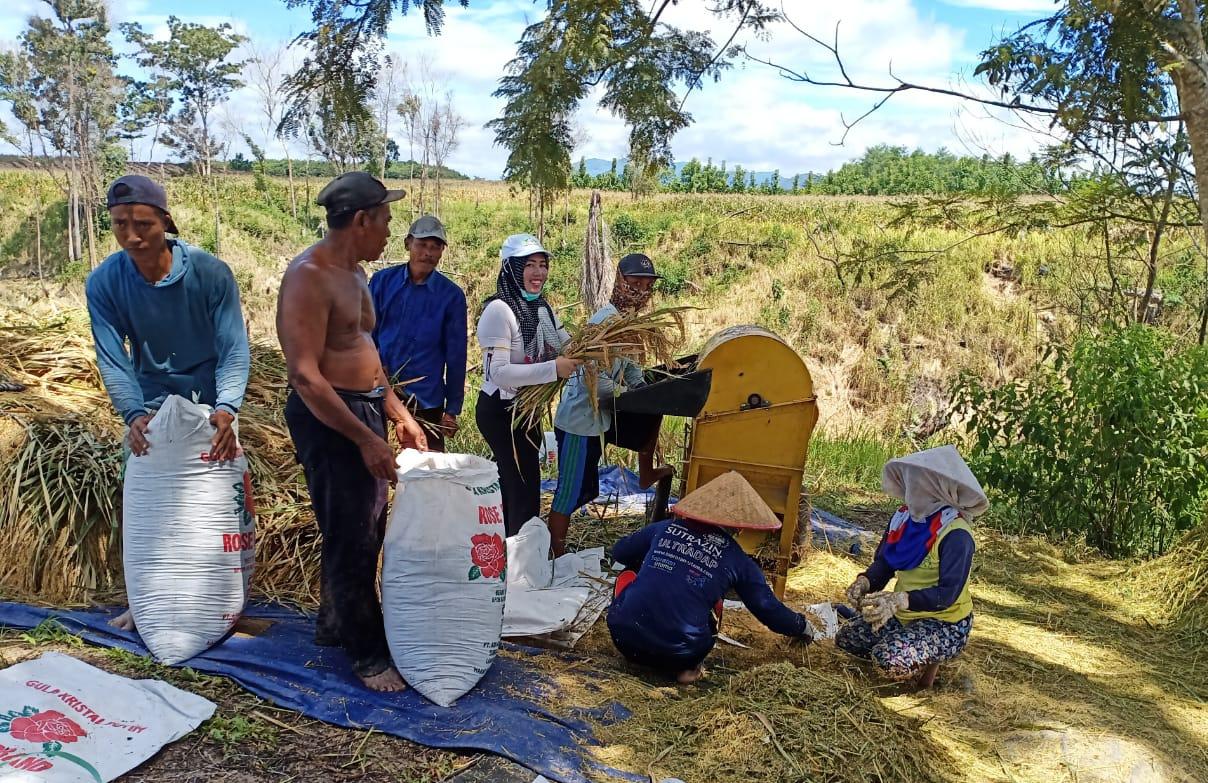 Petani Ogan Komering Ulu (Oku) Selatan, Sumsel, melaksanakan panen padi. 