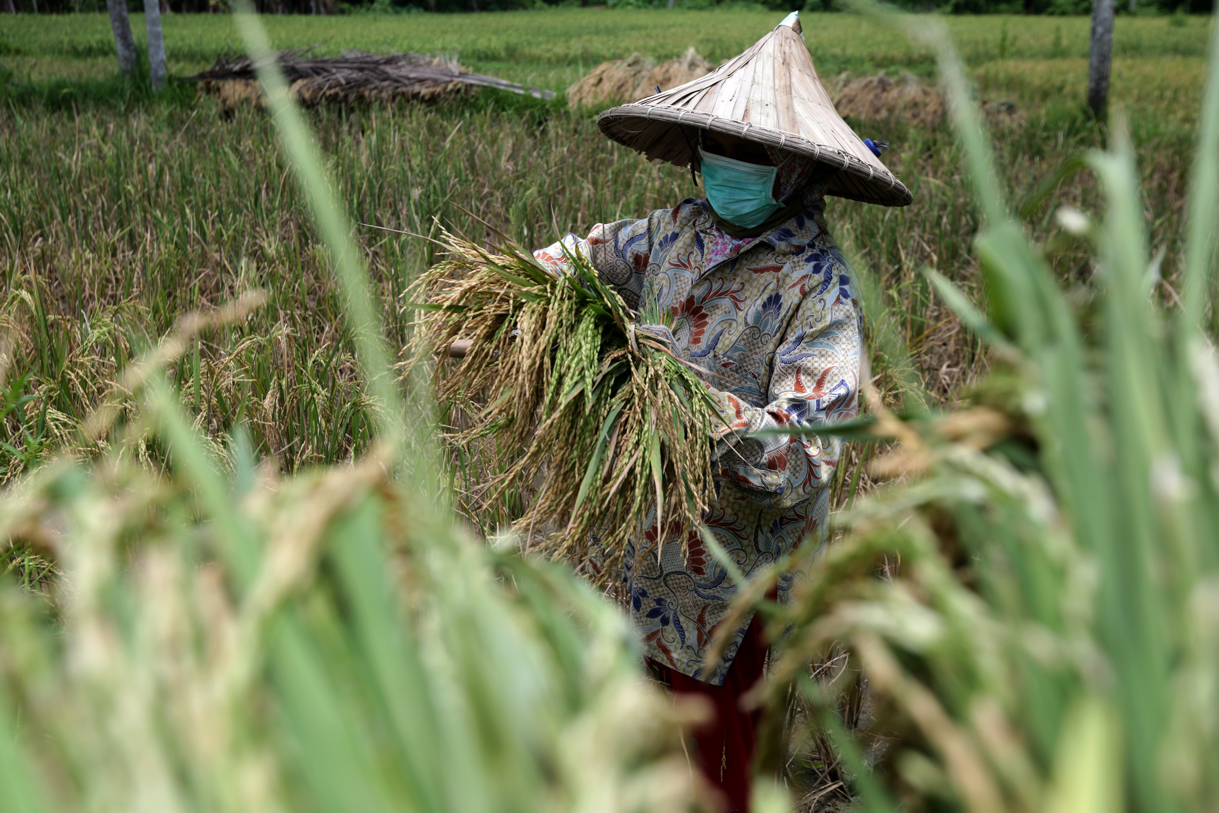 Petani tengah memanen padi yang harganya di Aceh sedang bagus-bagusnya.