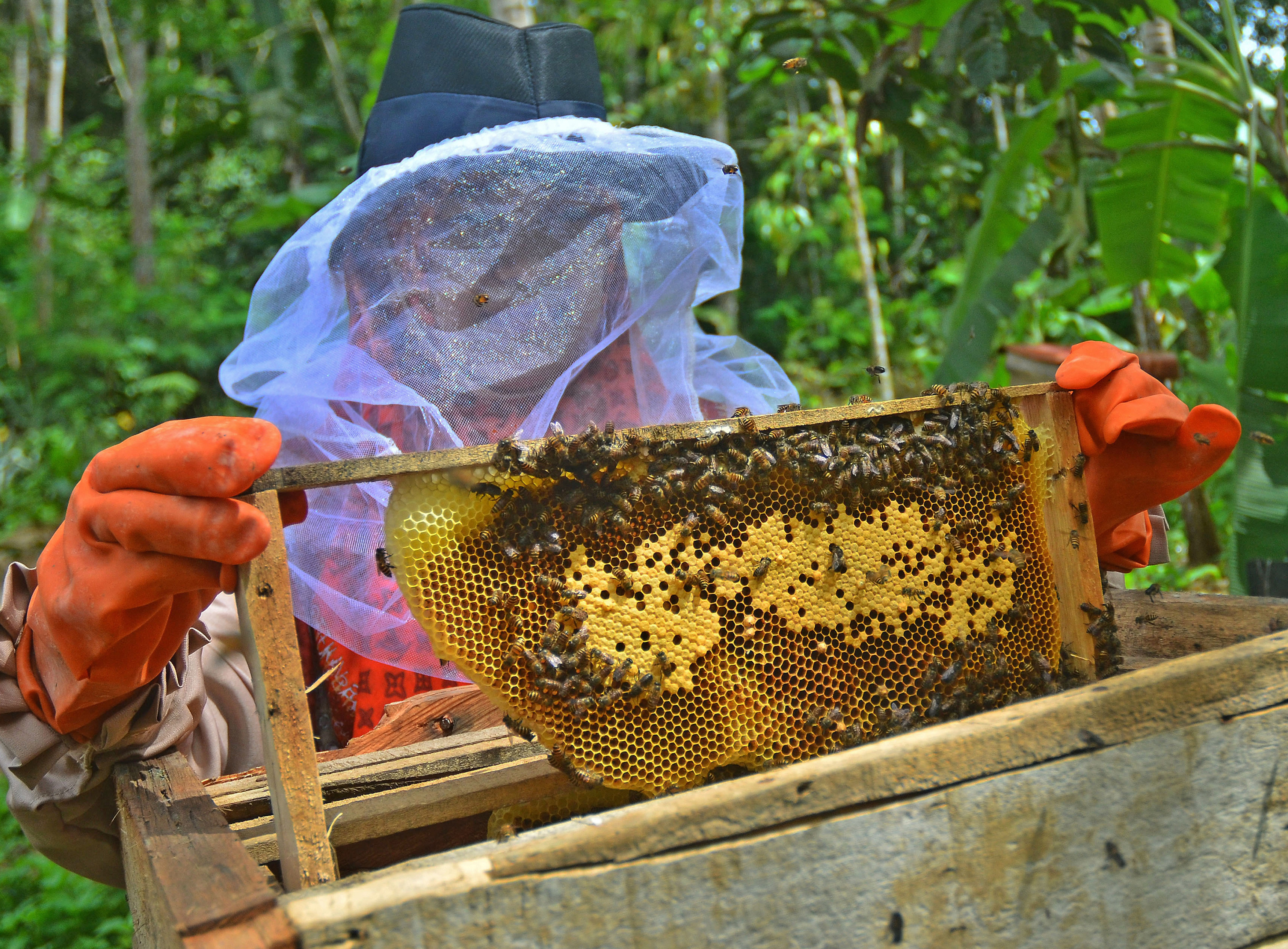  Dede Yanti (40), menunjukkan hasil budidaya Lebah Madu di Kampung Sindangsuka, Kota Tasikmalaya,