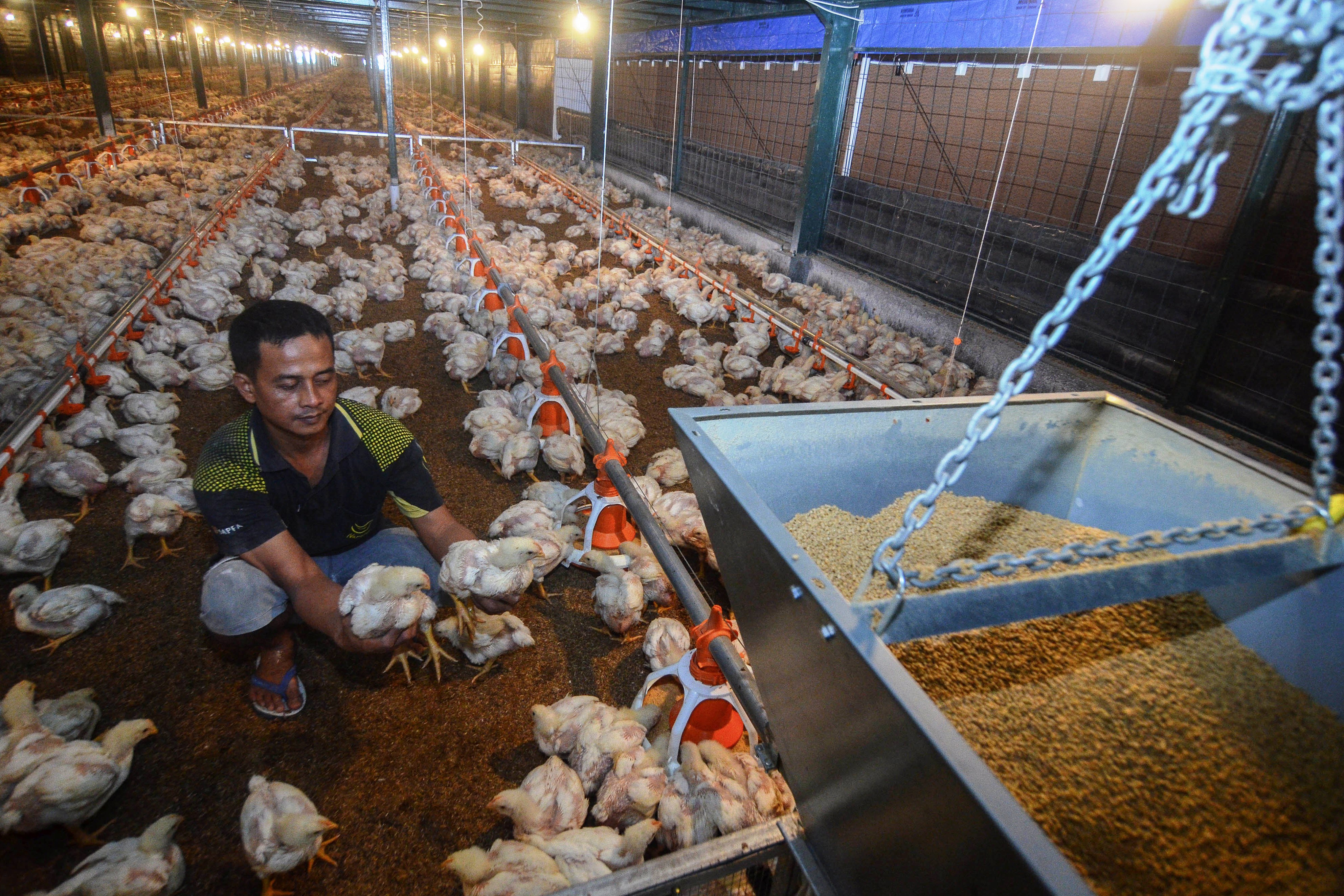 ilustrasi peternakan ayam.