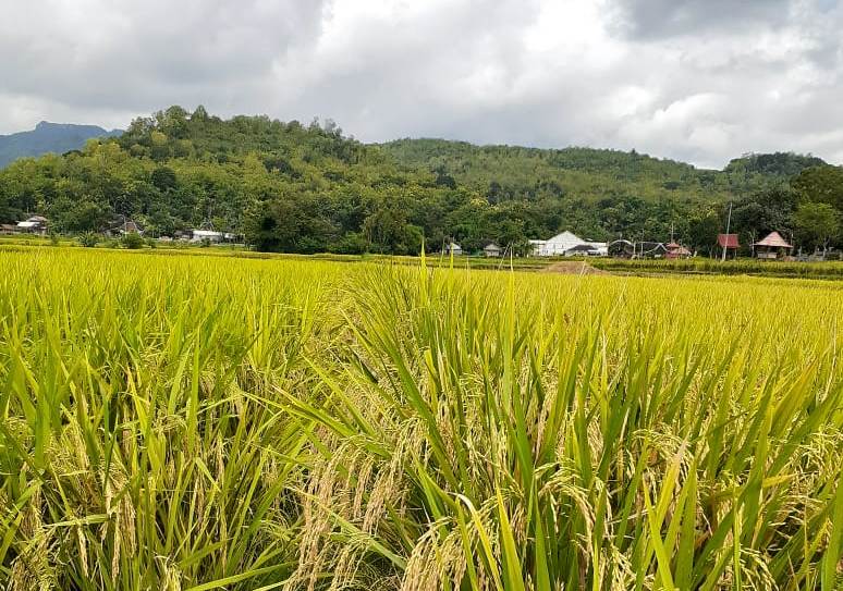 Penangkt benih padi sawah di Kabupaten Gorontalo, Sulawesi Utara (Sulut) masih tetap eksis melaksanakan penangkaran benih padi.