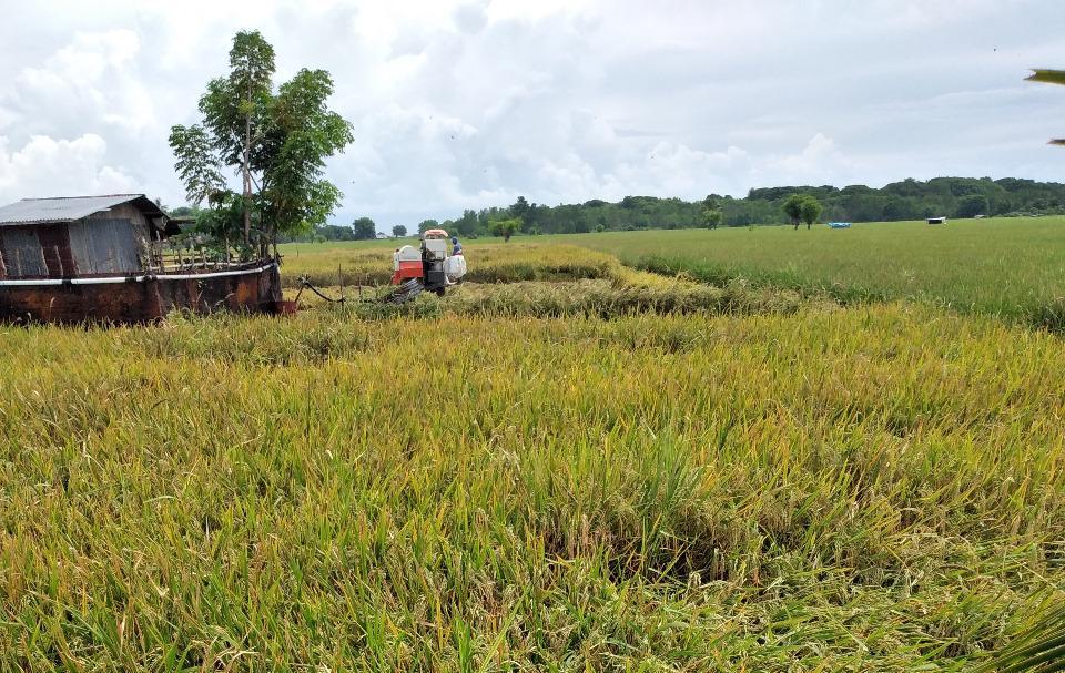 Para petani di Kabupaten Manggarai, NTT, berhasil membuat wilayahnya menjadi salah satu daerah dengan total panen padi 21.260 hektare.