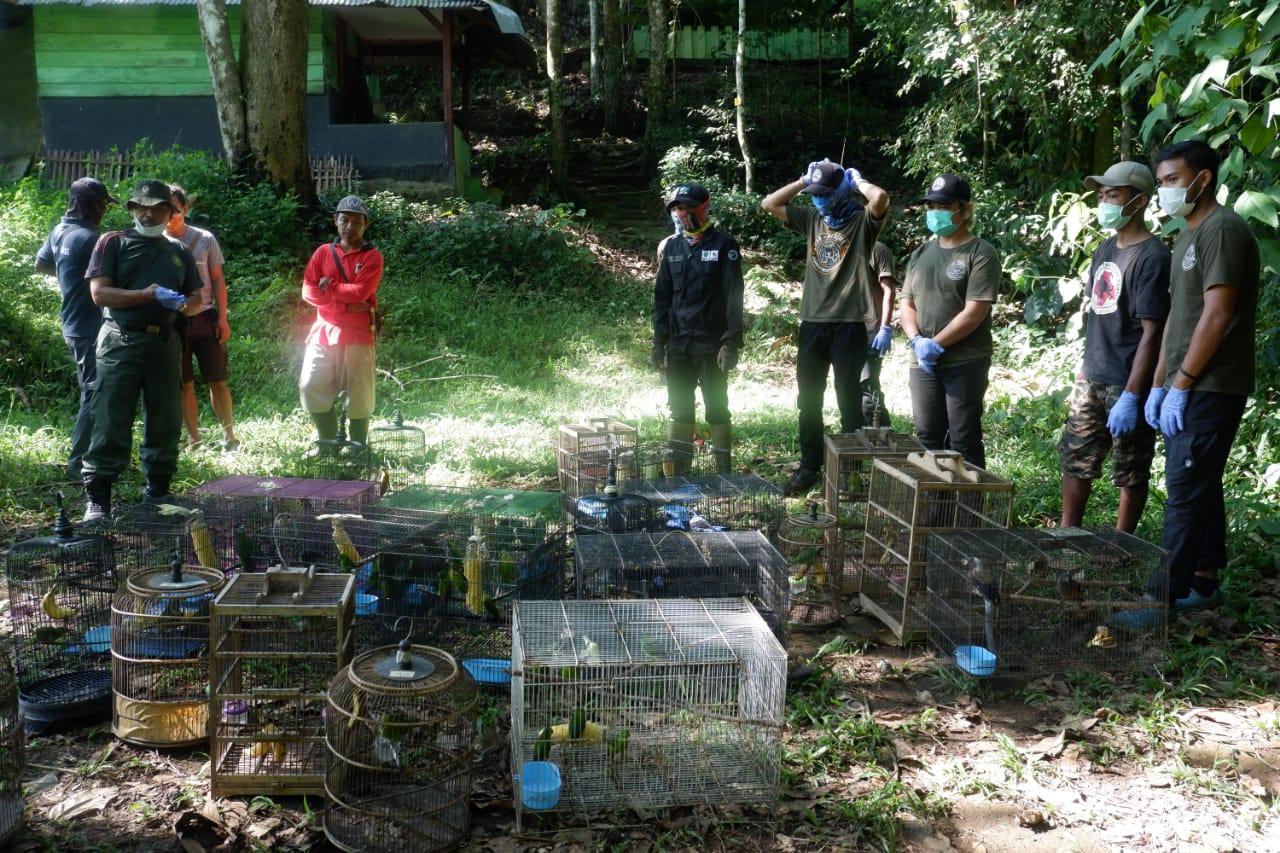Sebanyak 56 ekor burung yang dilindungi dilepasliarkan oleh Balai Konservasi Sumber Daya Alam (BKSDA) Bengkulu.