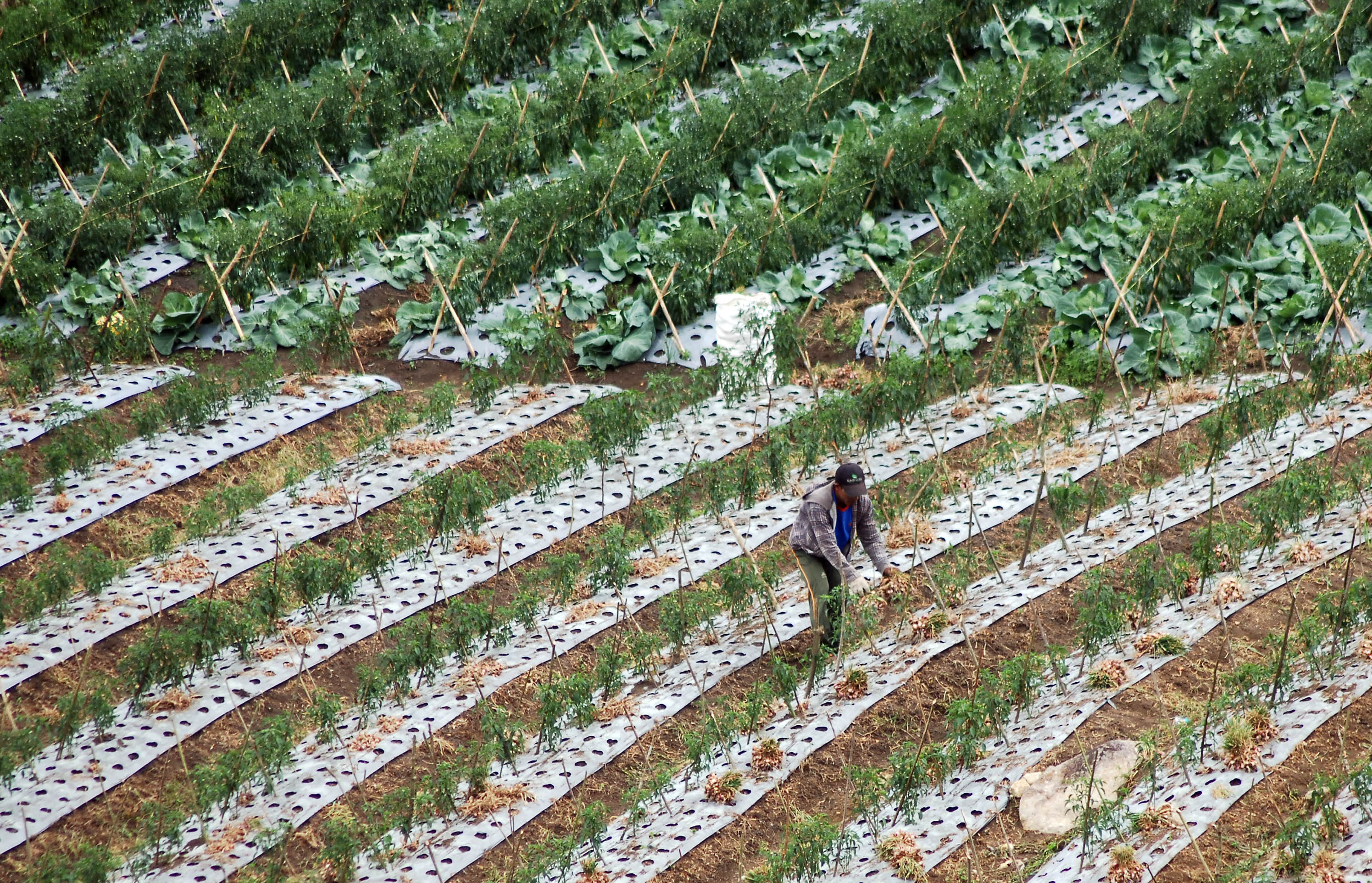  Petani memanen bawang merah di lahan tumpang sari, Alahan Panjang, Kab.Solok, Sumbar