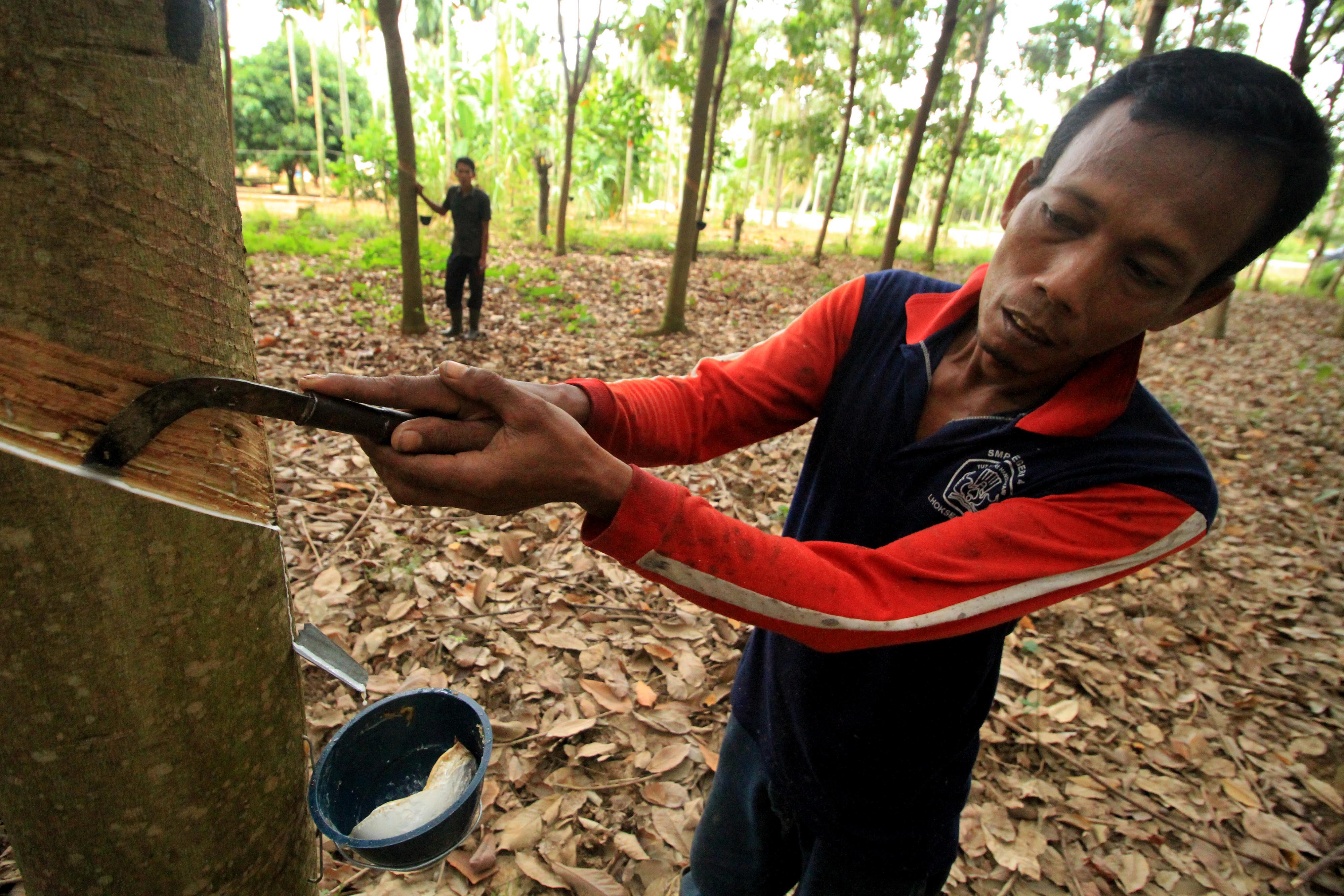 Seorang pekerja sedang menyadap pohon karet.
