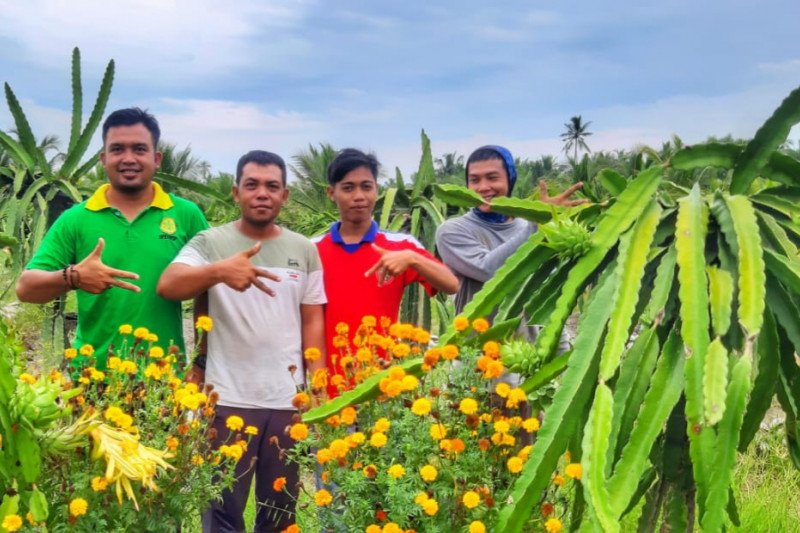 Para petani muda Kelompok Tani Serai Wangi II Kabupaten Sambas, Kalbar di tengah lahan buah naga. 
