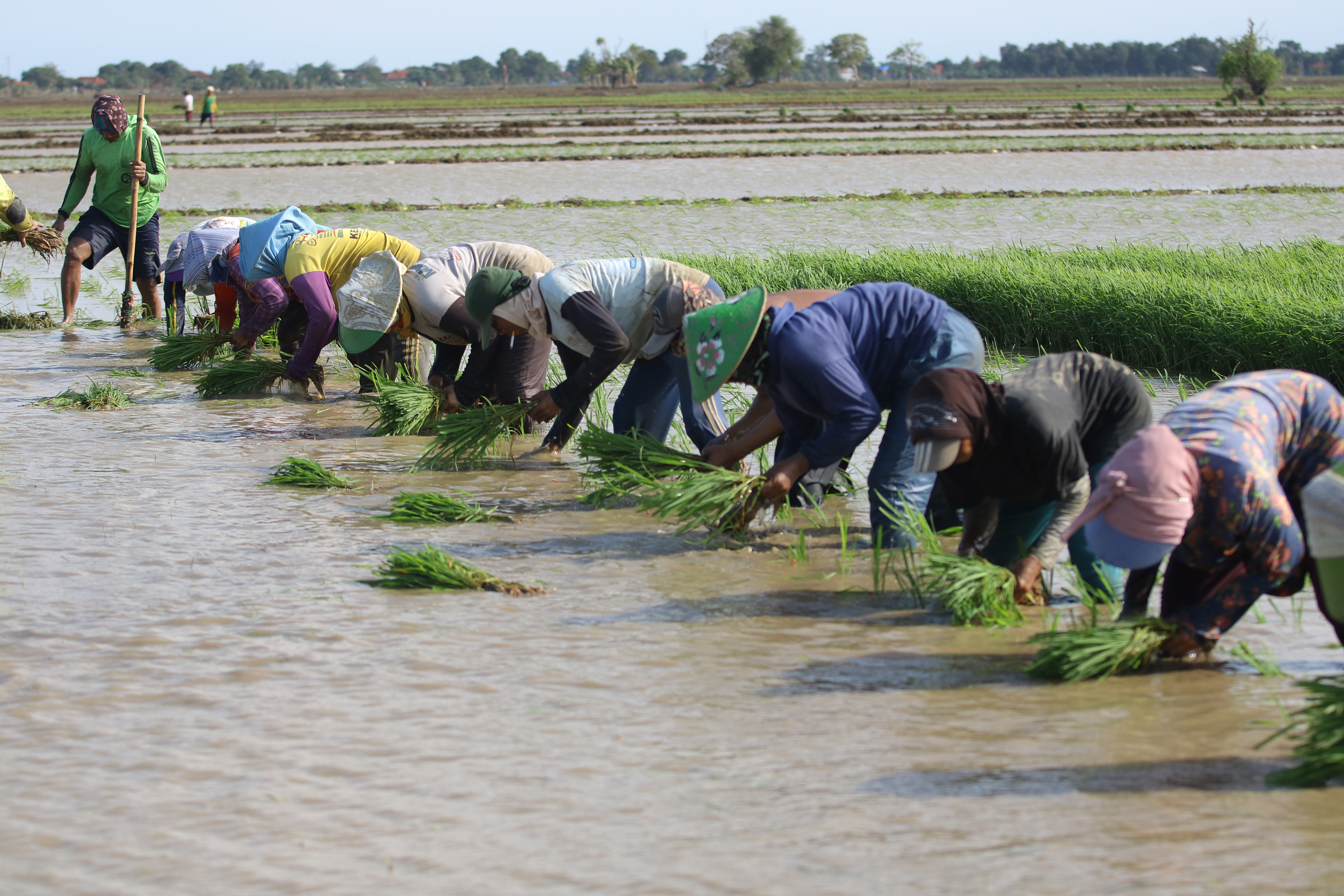 Buruh tani menanam padi di area sawah desa Totoran, Pasekan, Indramayu, Jawa Barat, Minggu (12/1/2020). 