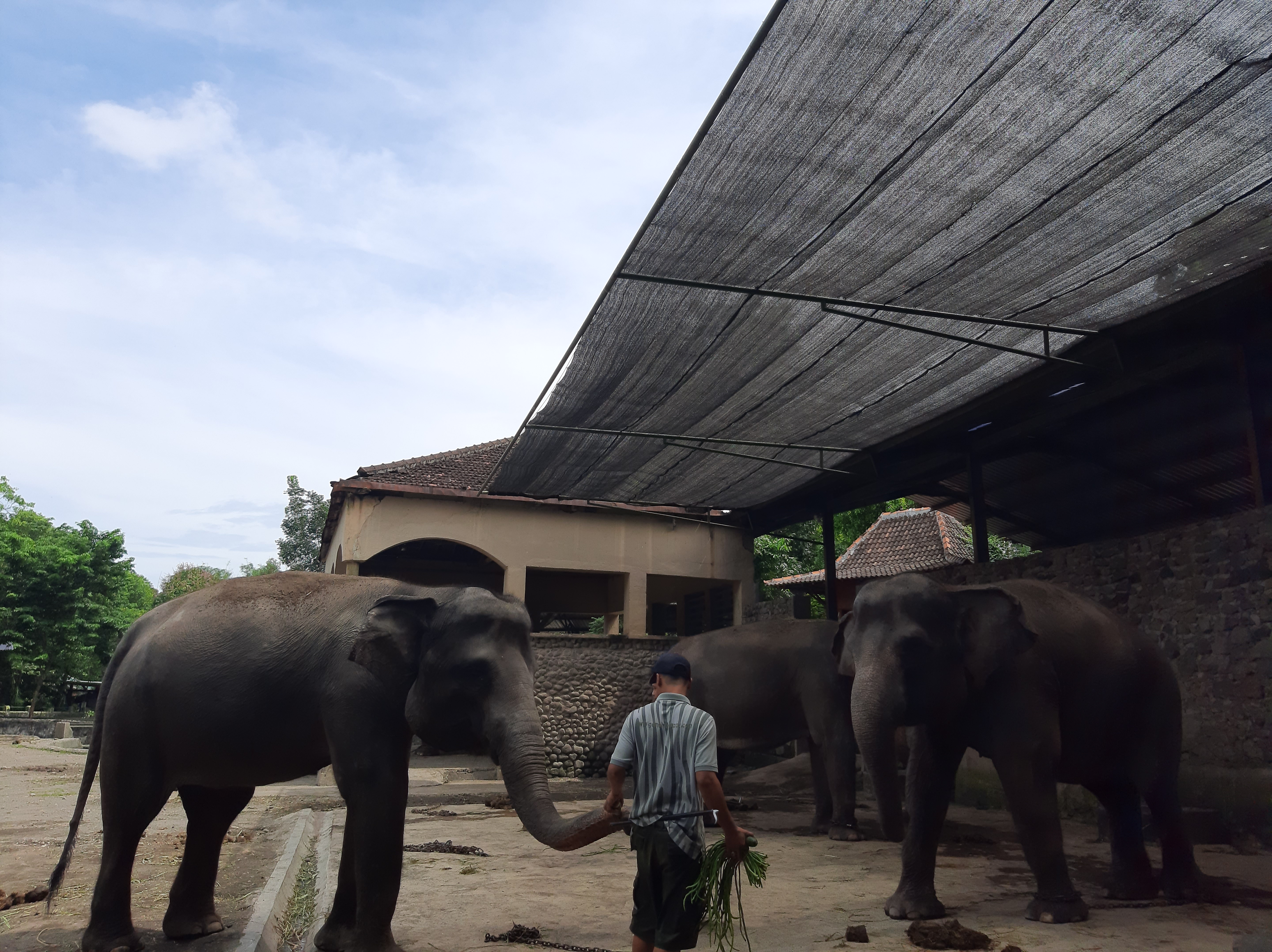  Perawat satwa atau keeper, termasuk karyawan GLZoo yang tetap masuk biasa dan tidak dirumahkan
