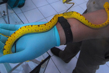 Ilustrasi ular berbisa