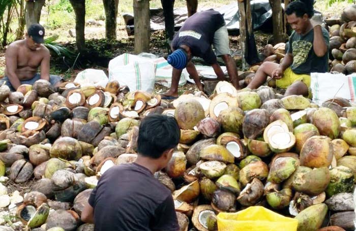 Kabupaten Morotai kaya akan kopra namun harga dipermainkan tengkulak karena terkendala pemasaran.