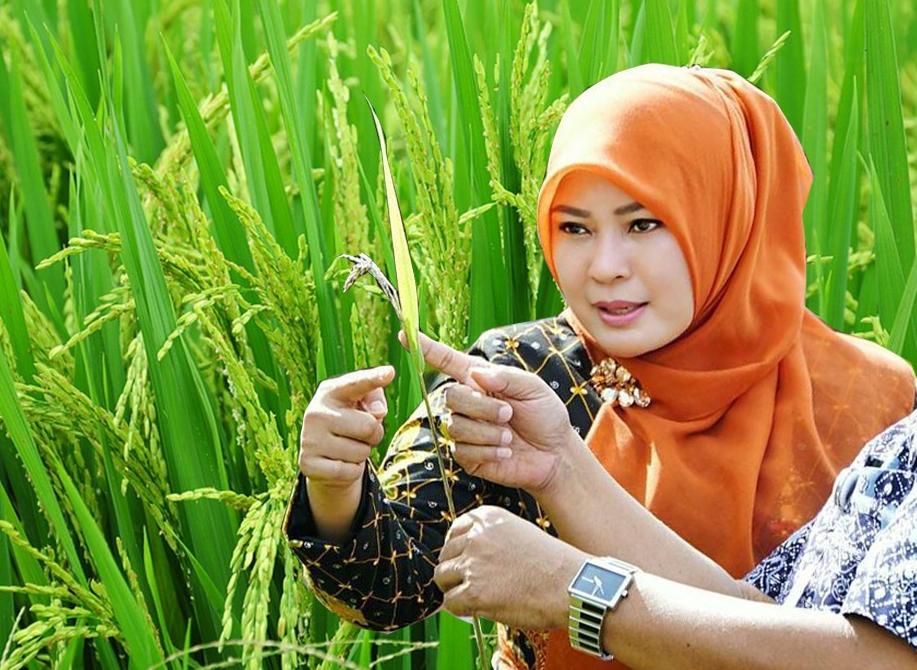 Bupati Pandeglang Ir