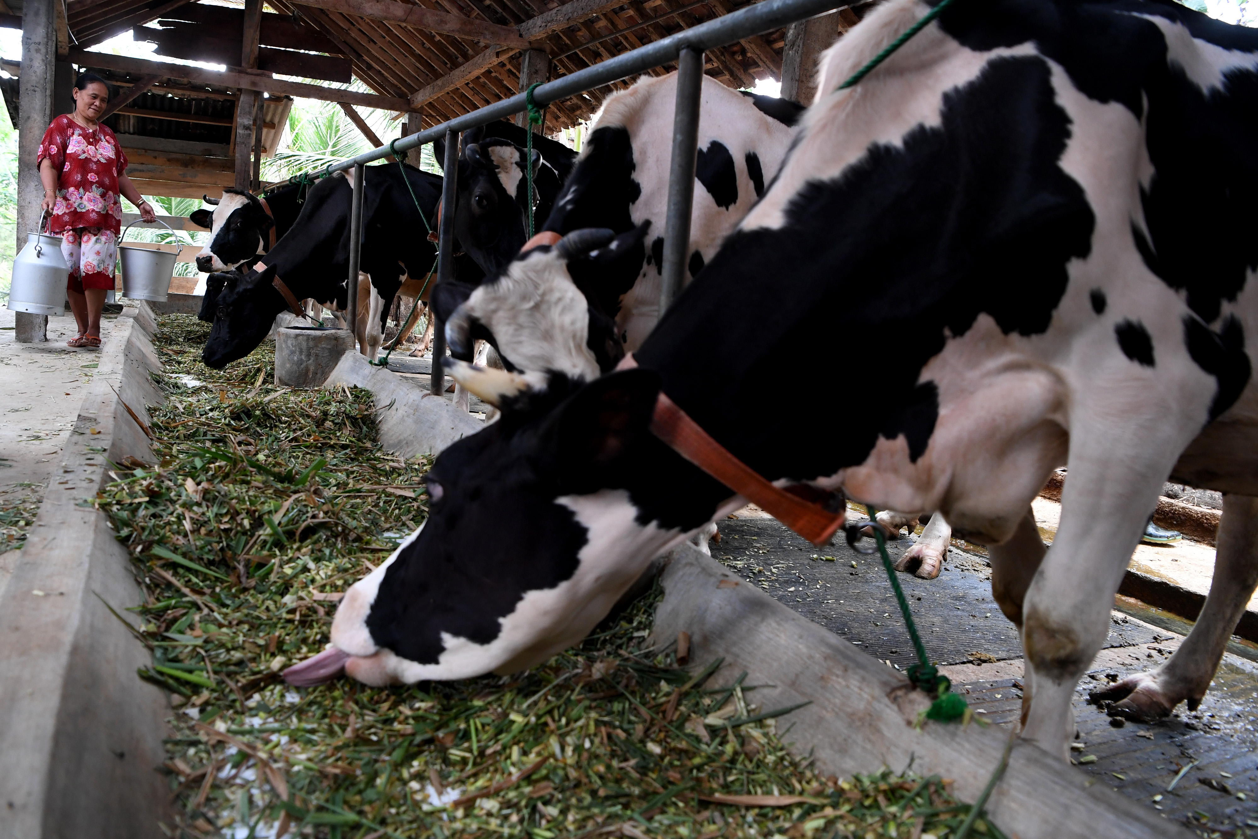  Peternak membawa tempat penampungan susu di salah satu peternakan sapi perah binaan Frisian Flag Indonesia di Tulungagung, Jawa Timur