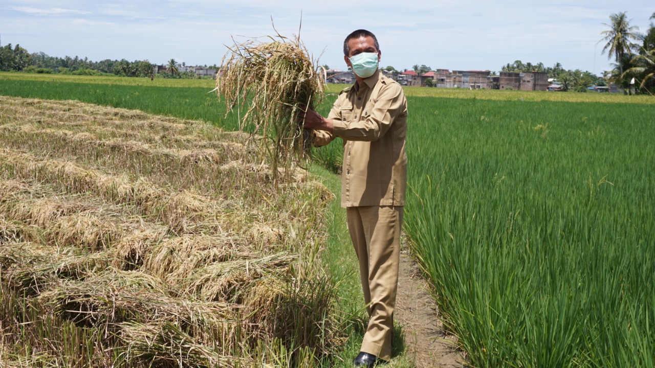 Wali Kota Pariaman, Provinsi Sumatera Barat, Genius Umar.