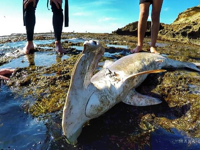 Hiu martil yang kerap jadi korban penangkapan ikan untuk komersil. 