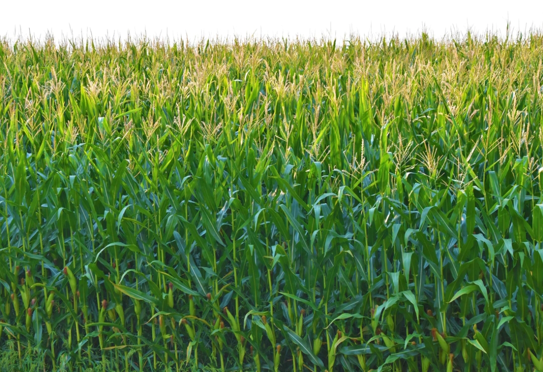 Ekstrak gula dari tanaman jagung menjadi salah satu sumber bahan baku biplastik yang akan dikembangkan di Belanda.