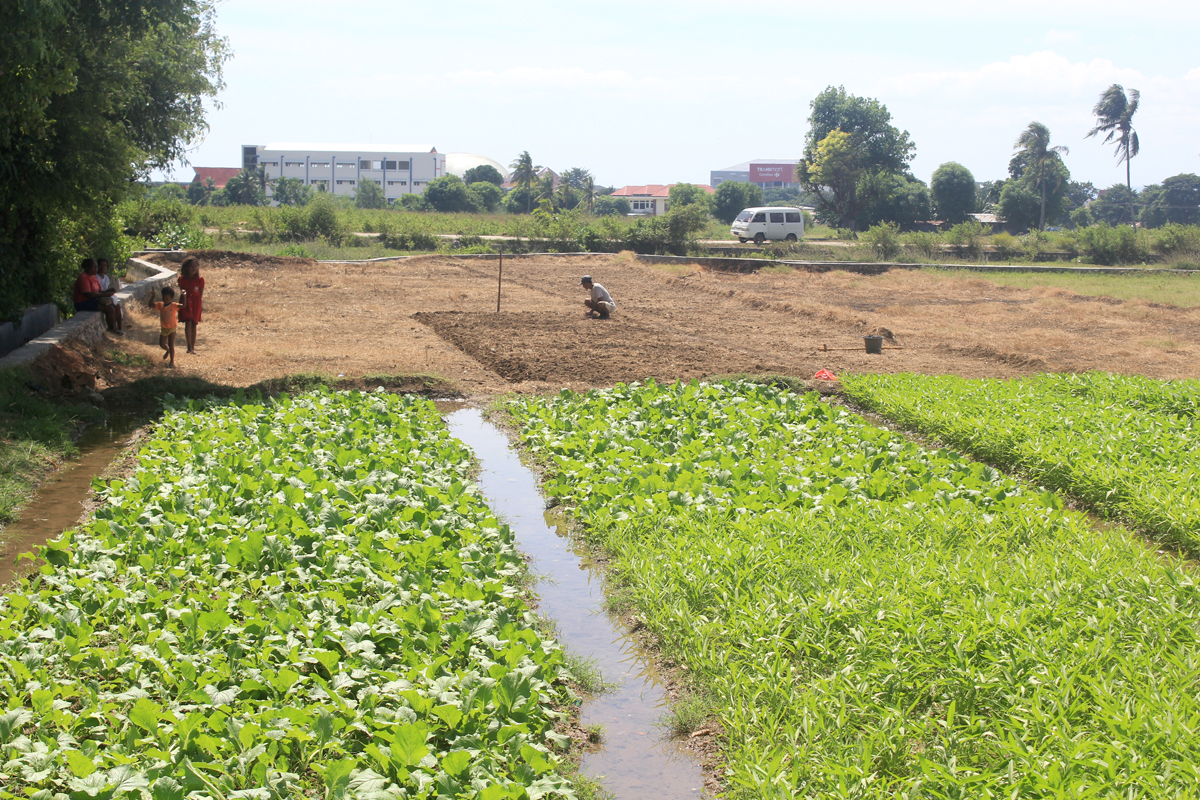 Petani padi di NTT menyiasati masuknya musim kemarau dengan menanam palawija.