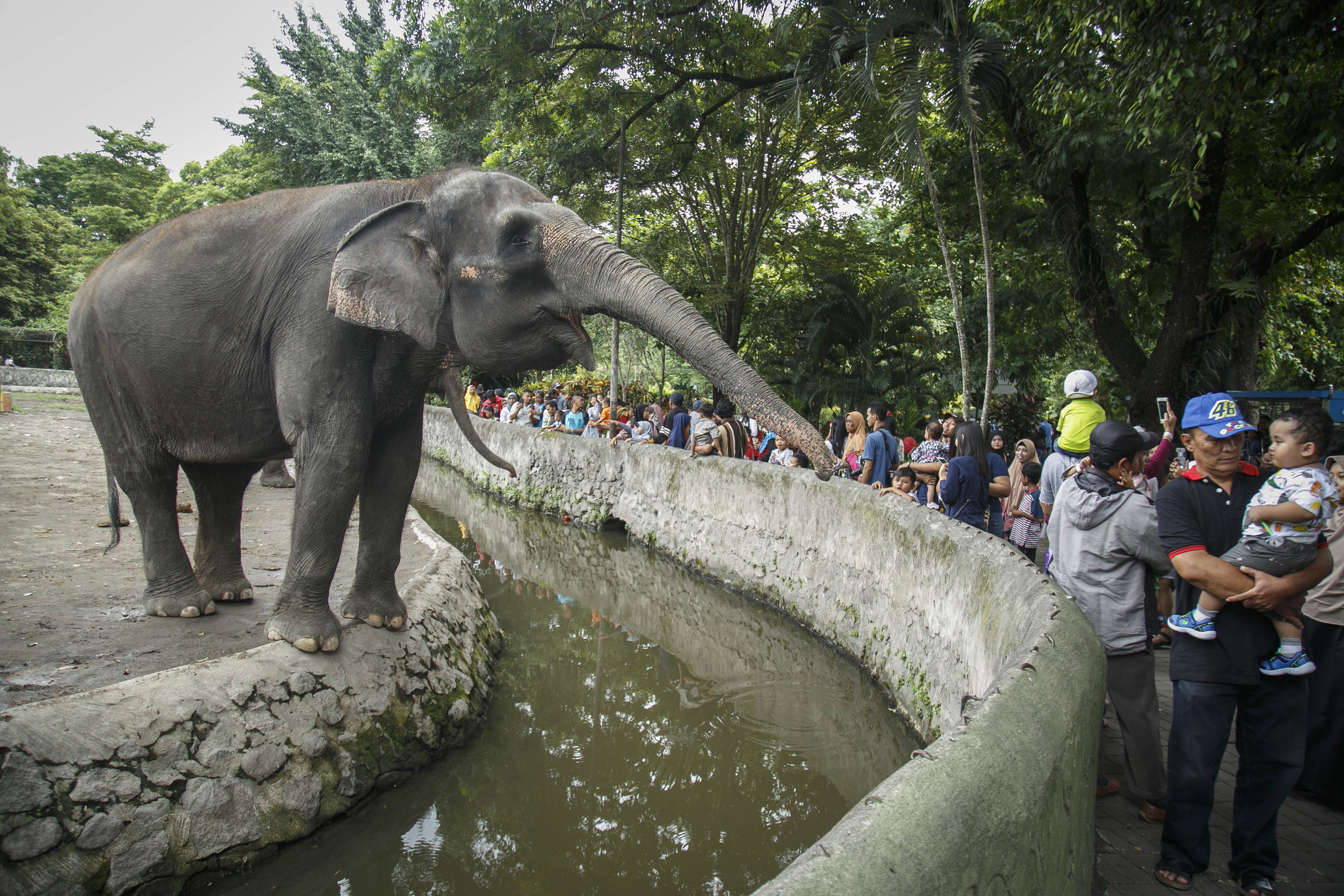 Pengunjung memberi makan gajah di Gembira Loka Zoo, DI Yogyakarta, Senin (24/12/2018). 