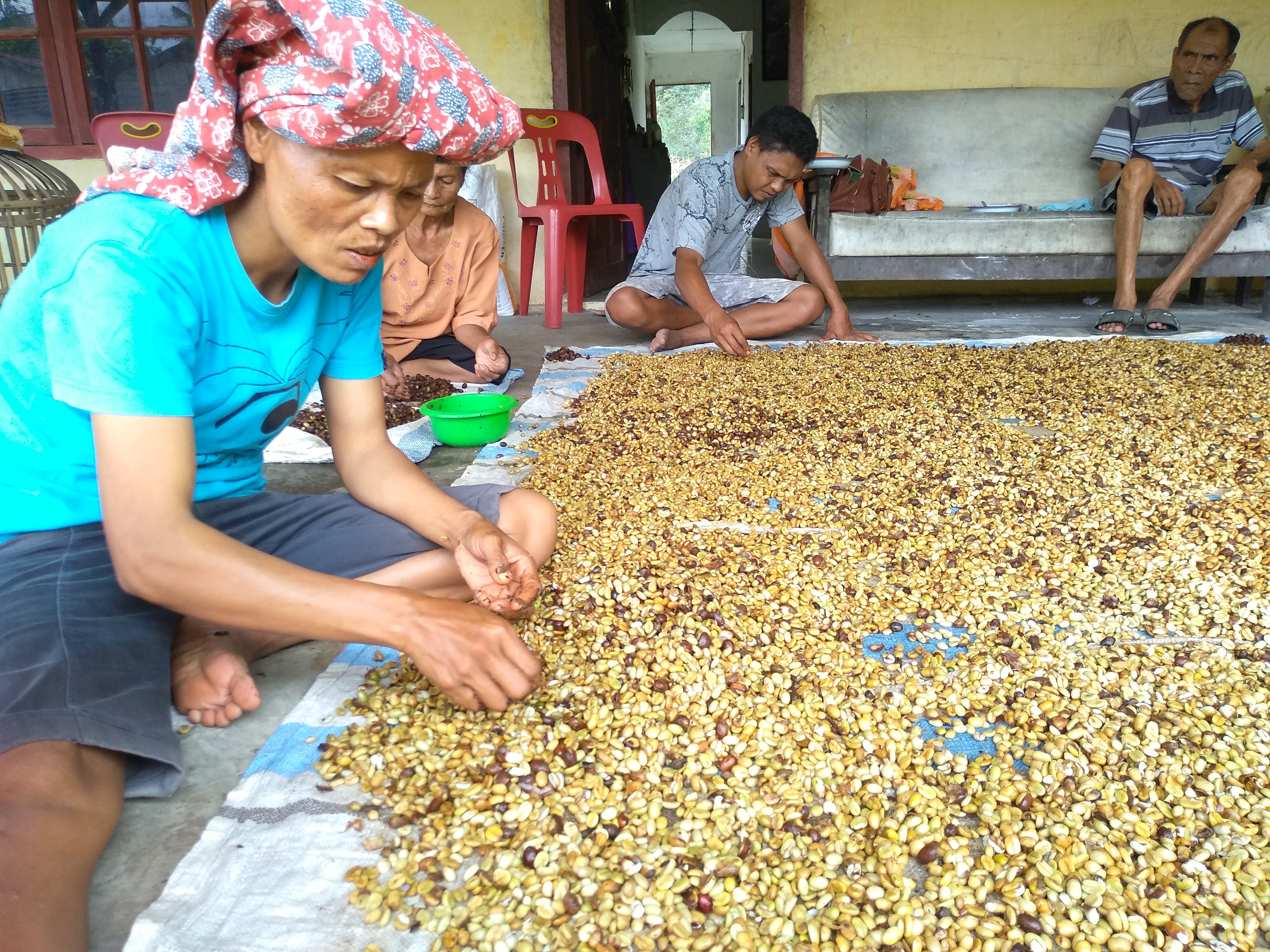 Harga kopi arabika ditingkat petani di Tapanuli Utara turun terus terdampak wabah Covid-19.