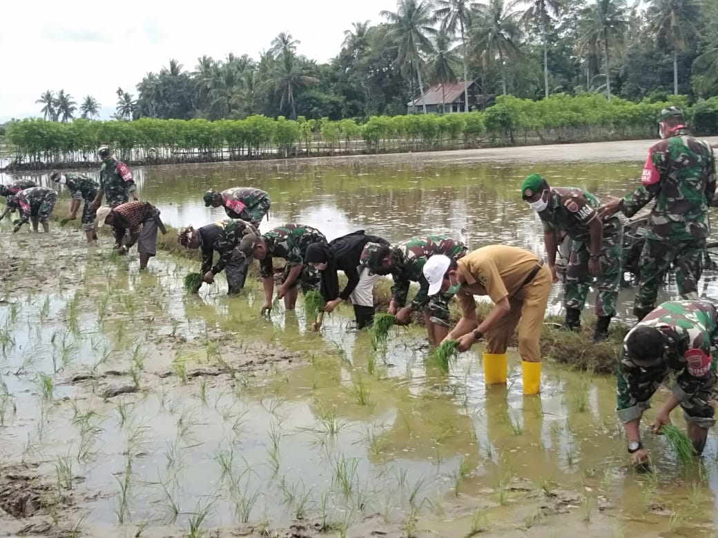 Personel TNI ikut ambil bagian saat menanam padi di Barru.