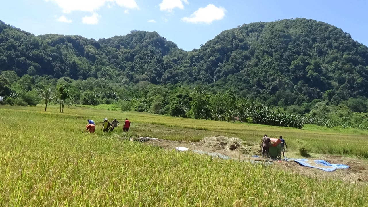 Para petani tadah hujan di Kabupaten Flores Timur, NTT memanen padi. Kendati produksi turun, panen tersebut bisa mencukupi pangan mereka.