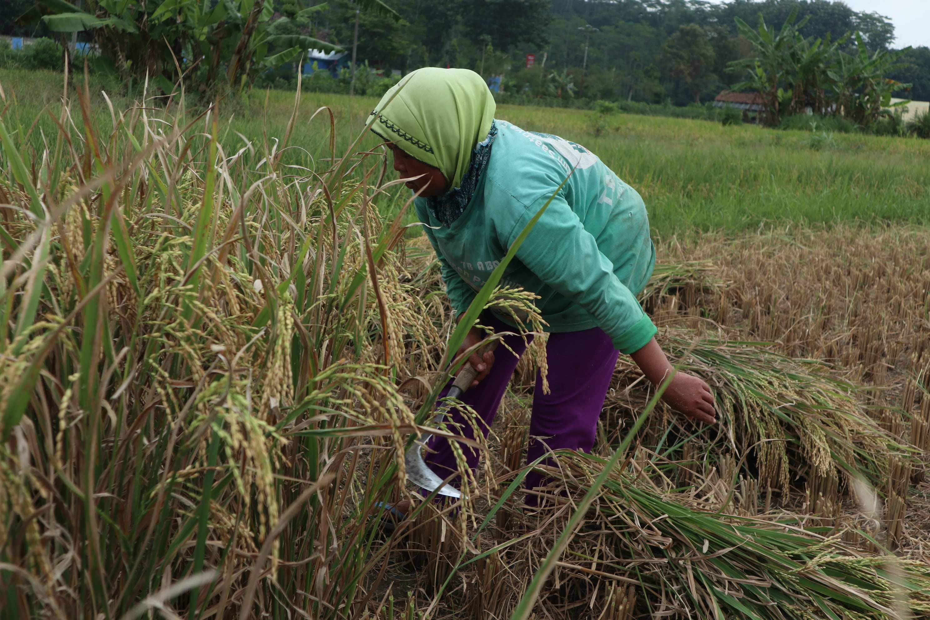Petani di  Kelurahan Madureso Temanggung, Jawa Tengah memilih menyimpan gabah hasil panen selama pandemik covid-19.