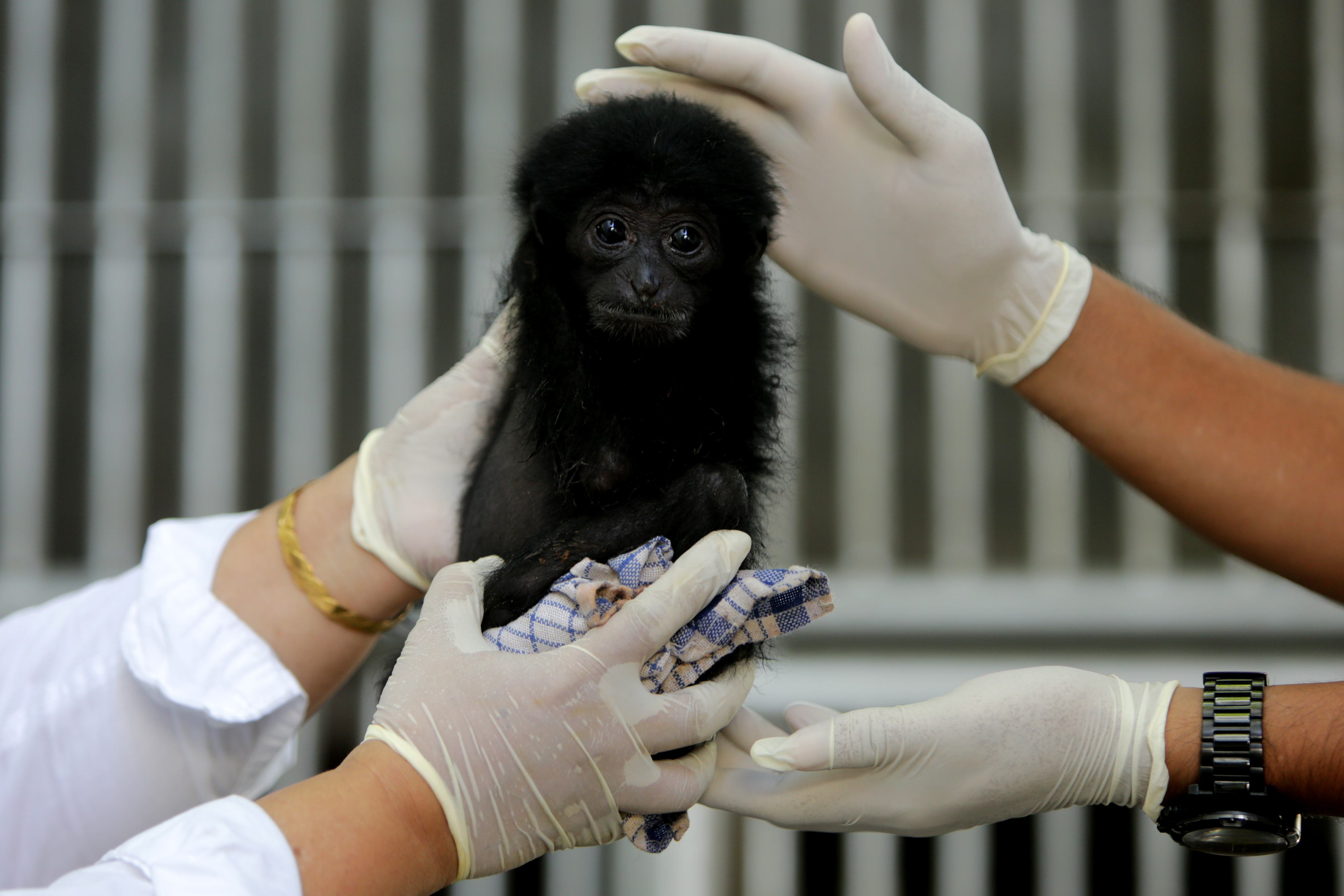 : Dokter hewan dan petugas Balai Konservasi Sumber Daya Alam (BKSDA) Aceh memeriksa kondisi kesehatan bayi Siamang