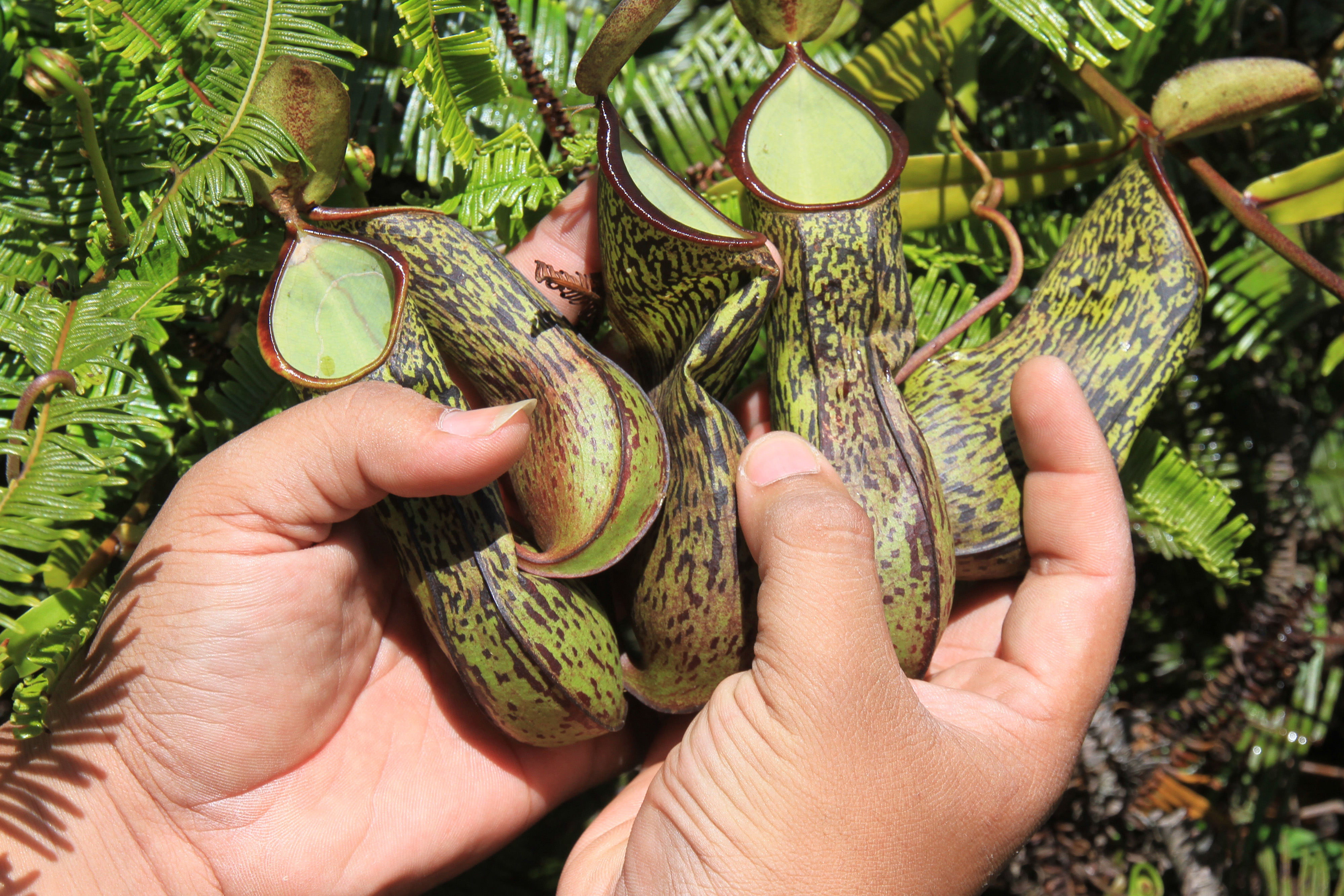 Ilustrasi--Warga meperlihatkan tumbuhan kantong semar (Nepenthes) di Kawasan Gunung Singgah Mata, Nagan Raya, Aceh.