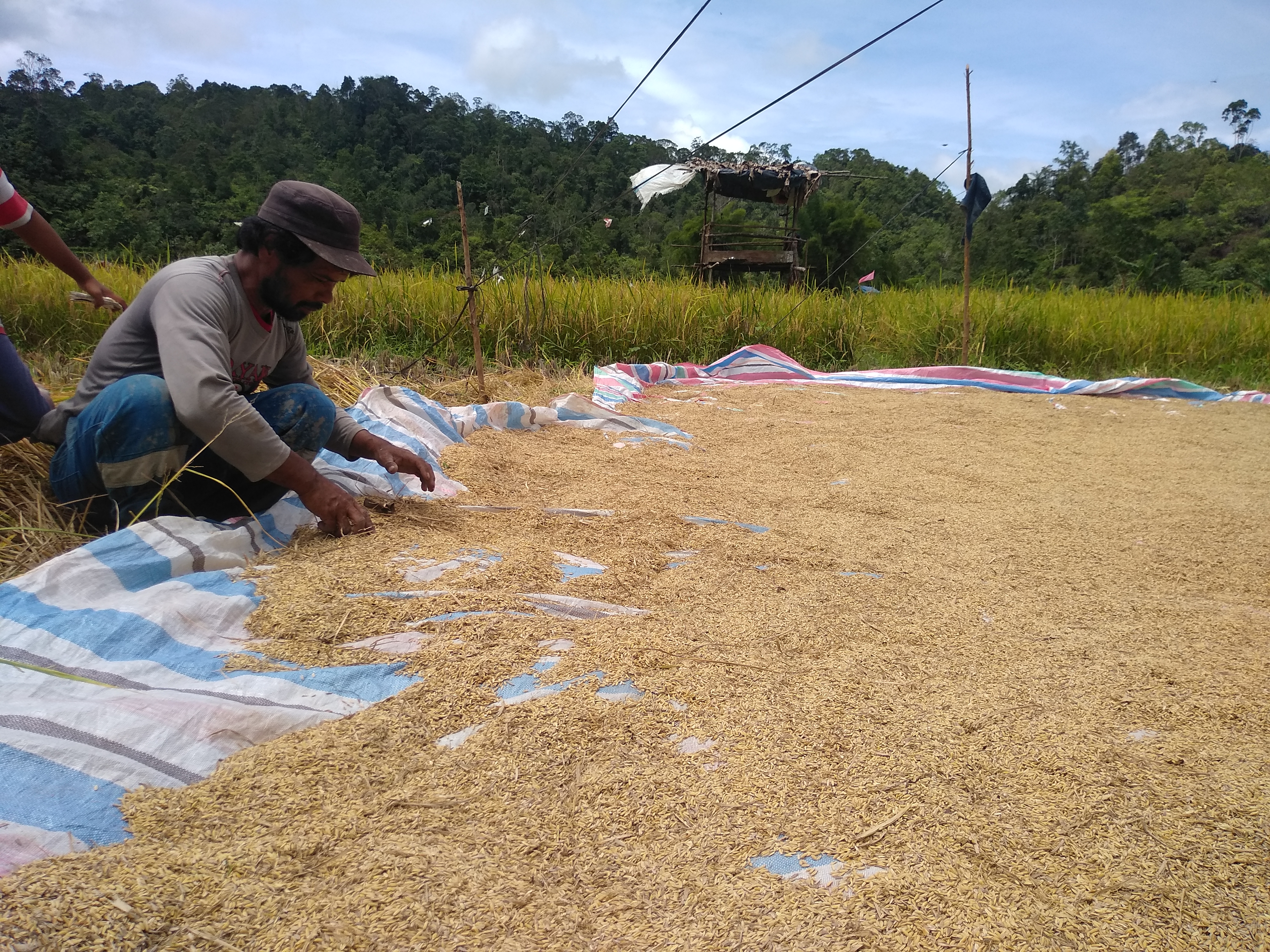 Hama penggerek batang menyerang lahan padi milik Donanto Lumbantobing. Akibatnya produksi gabah turun hingga 50%.