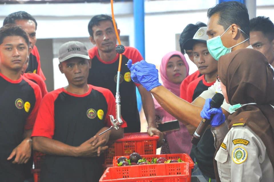 Petani manggis mendapat penjelasan mengenai manggis dari tim Kementan. 