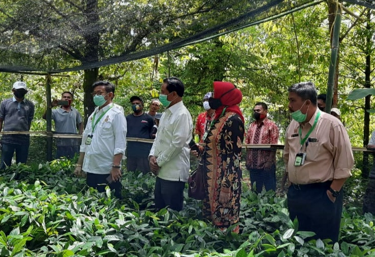Serahkan 100 Ribu Bibit Pala, Mentan SYL: Kita Kuasai Pasar Dunia