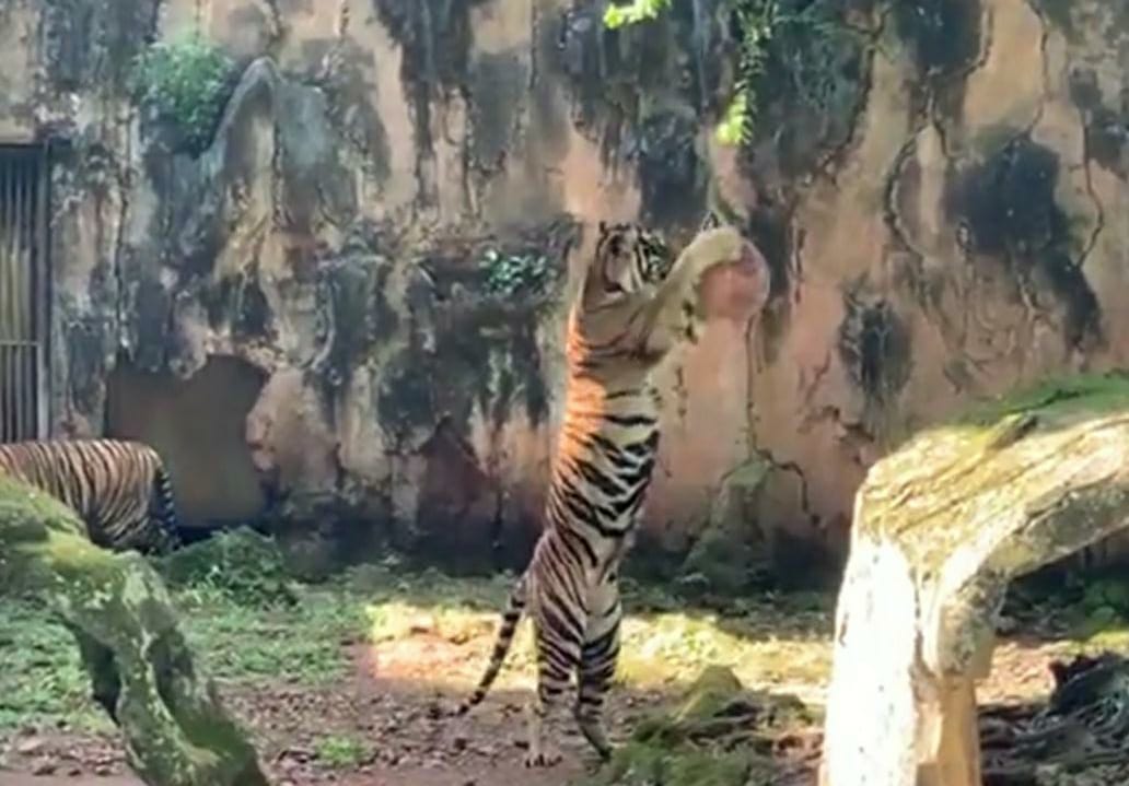 Ragunan Gelar Wisata Virtual Hana dan Tino Si Harimau Sumatera