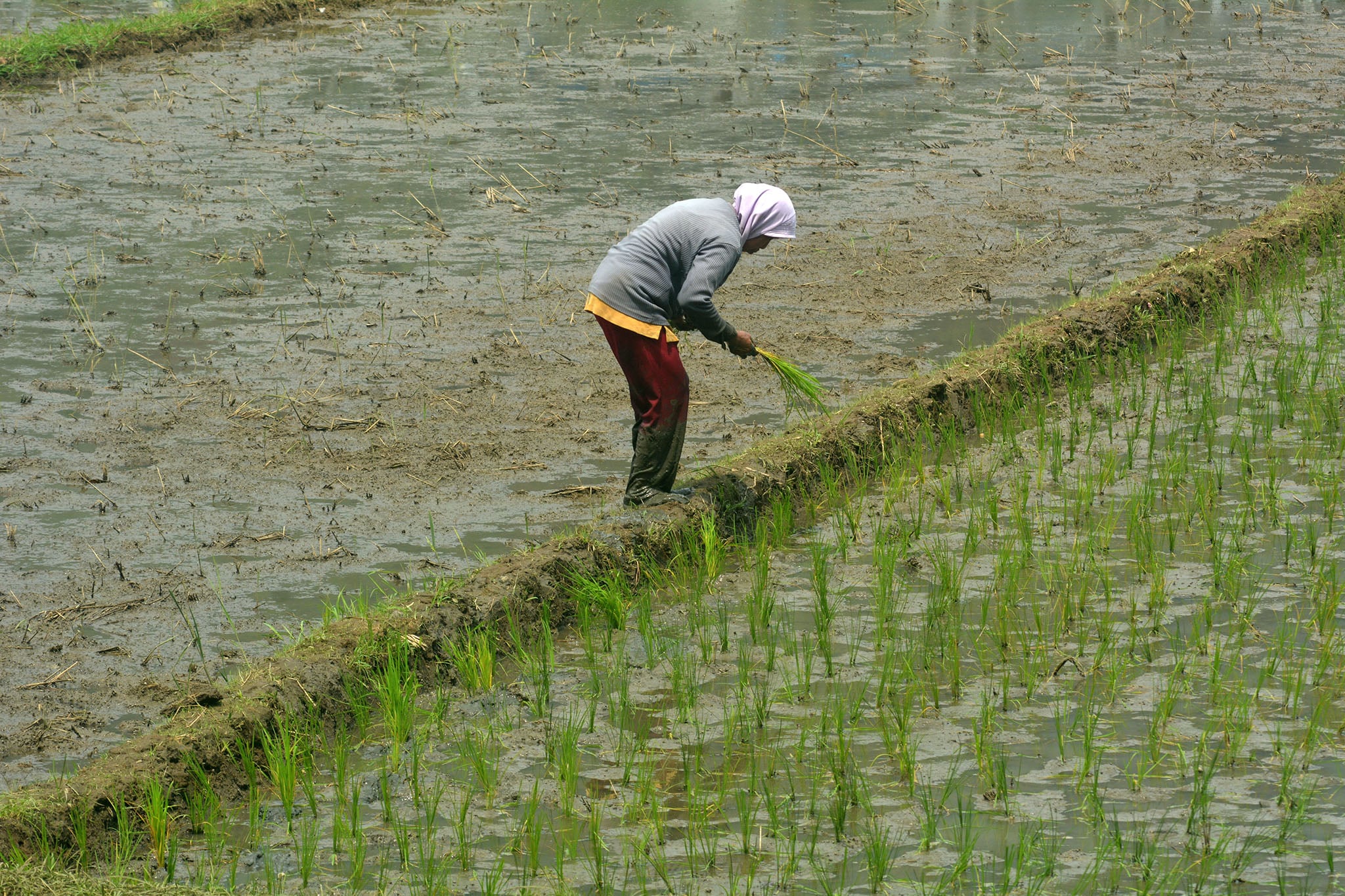 Pemerintah mempercepat mas tanam untuk mengantisipasi kemarau panjang