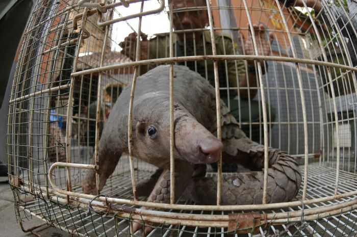 Petugas mengamati seekor Trenggiling (Manis Javanica)