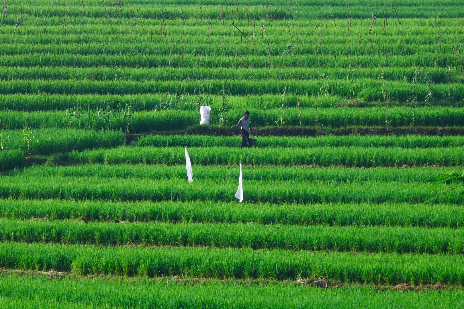 Petani menabur pupuk ke sawah di kawasan Lawang, Kabupaten Malang, Jawa Timur, Minggu (15/3/2020). 