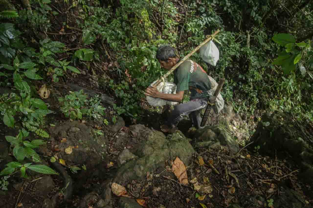 Warga Desa Woedoa, Kabupaten Nagekeo,mengangkut olahan ubi gadung