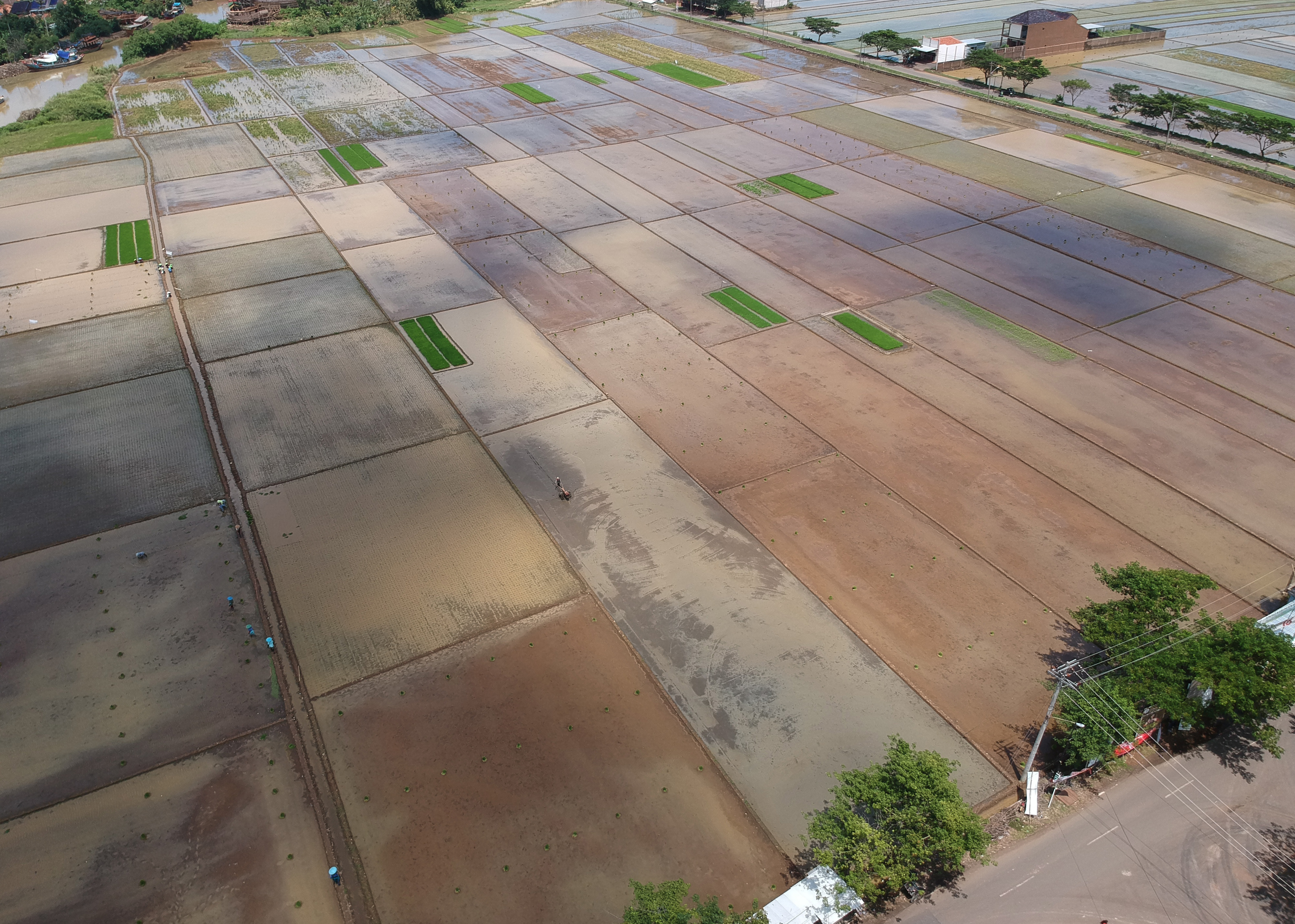 Sejumlah petani menanam padi di area persawahan, Kabupaten Batang, Jawa Tengah, Selasa (14/1).