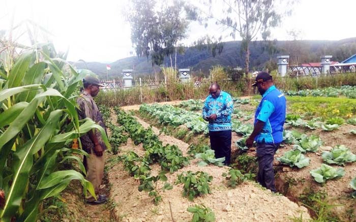  Bupati Paniai Meki Wanipa membentuk Satgas Jaring Pengaman Sosial dan mewajibkan membeli hasil pertanian lokal untuk bansos covid-19.