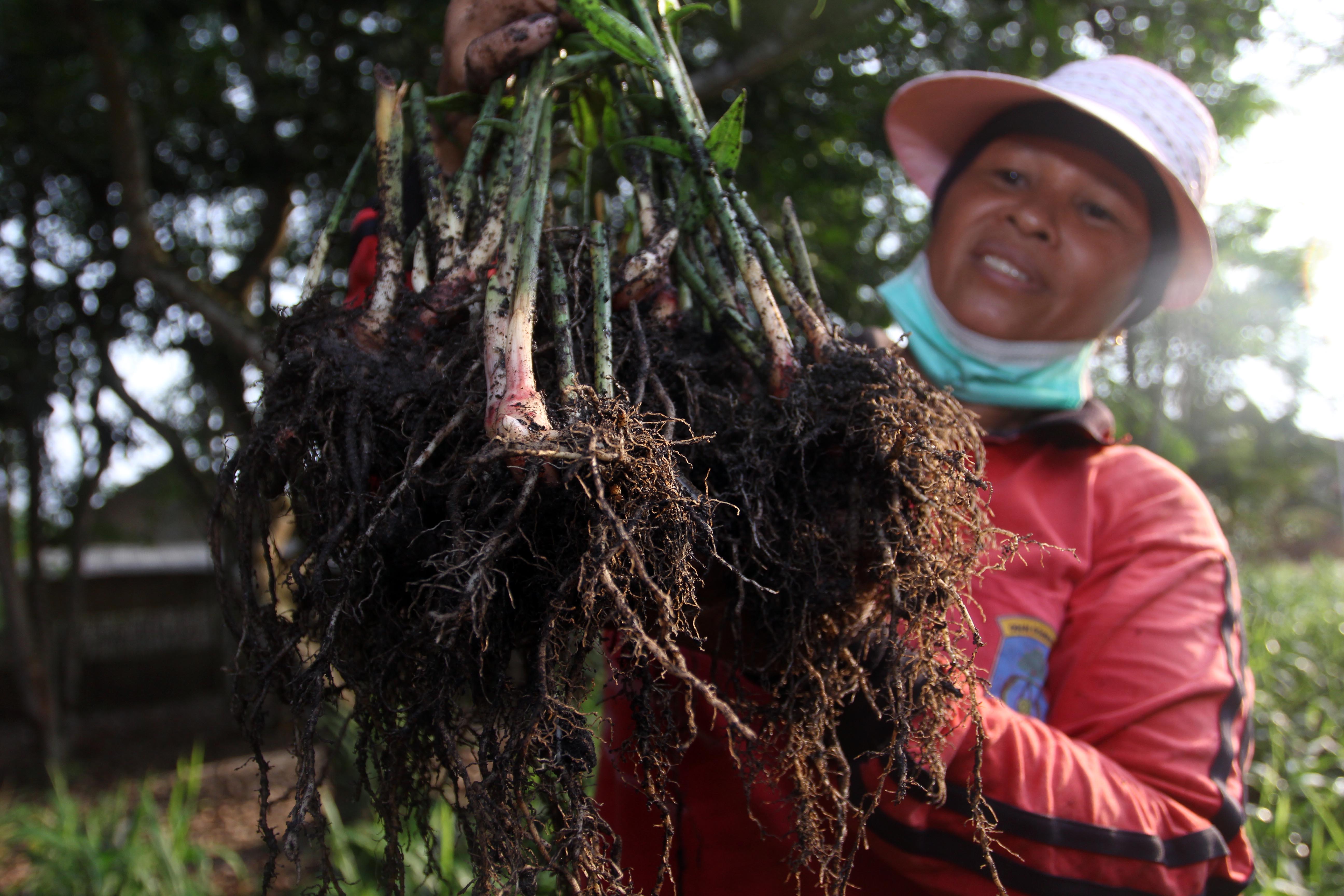 Petani yang membudidayakan tanaman jahe merah memperlihatkan hasil panennya. Permintaan jahe merah naik saat Covid-19.