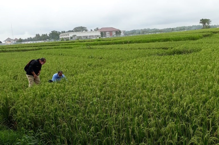 Stok pangan Kulonprogo aman sampai akhir 2020.