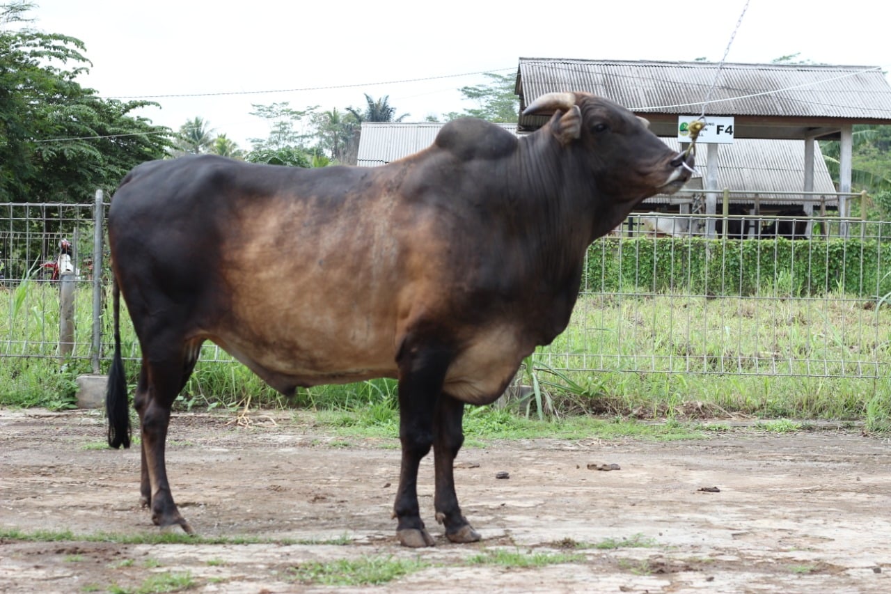 Sapi Pasundan yang telah dipelihara secara turun-temurun dan telah menyatu dengan kehidupan masyarakat peternak Jawa Barat. 