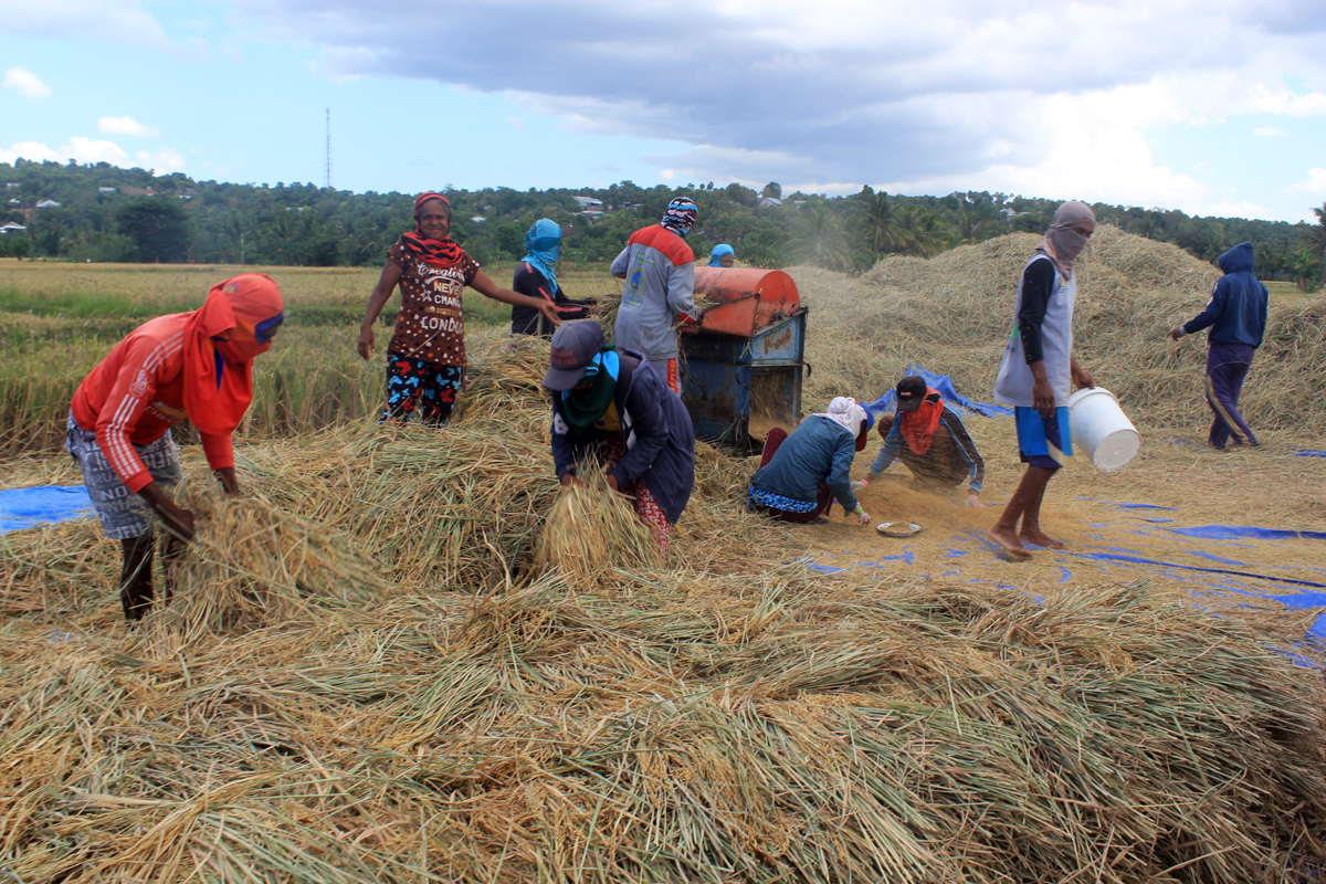 Petani padi di Kupang, NTT, menahan penjualan panennya karena harga turun.